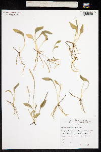 Image of Ophioglossum petiolatum