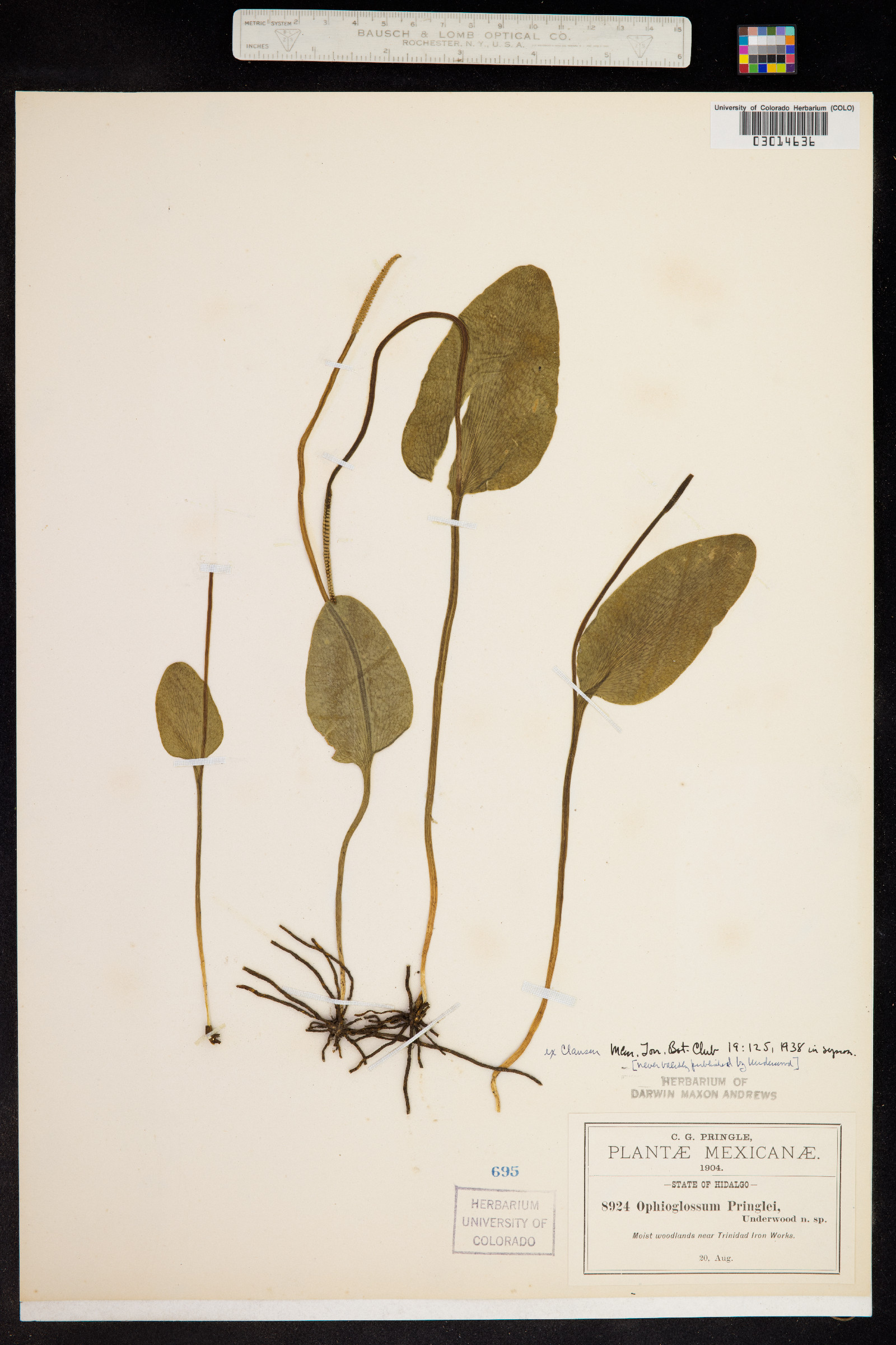 Ophioglossum vulgatum subsp. vulgatum image