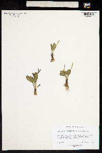 Image of Ophioglossum polyphyllum