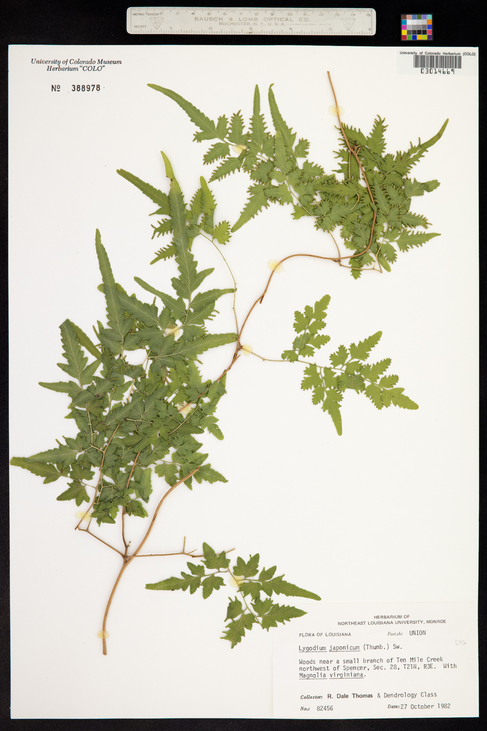 Lygodium japonicum image