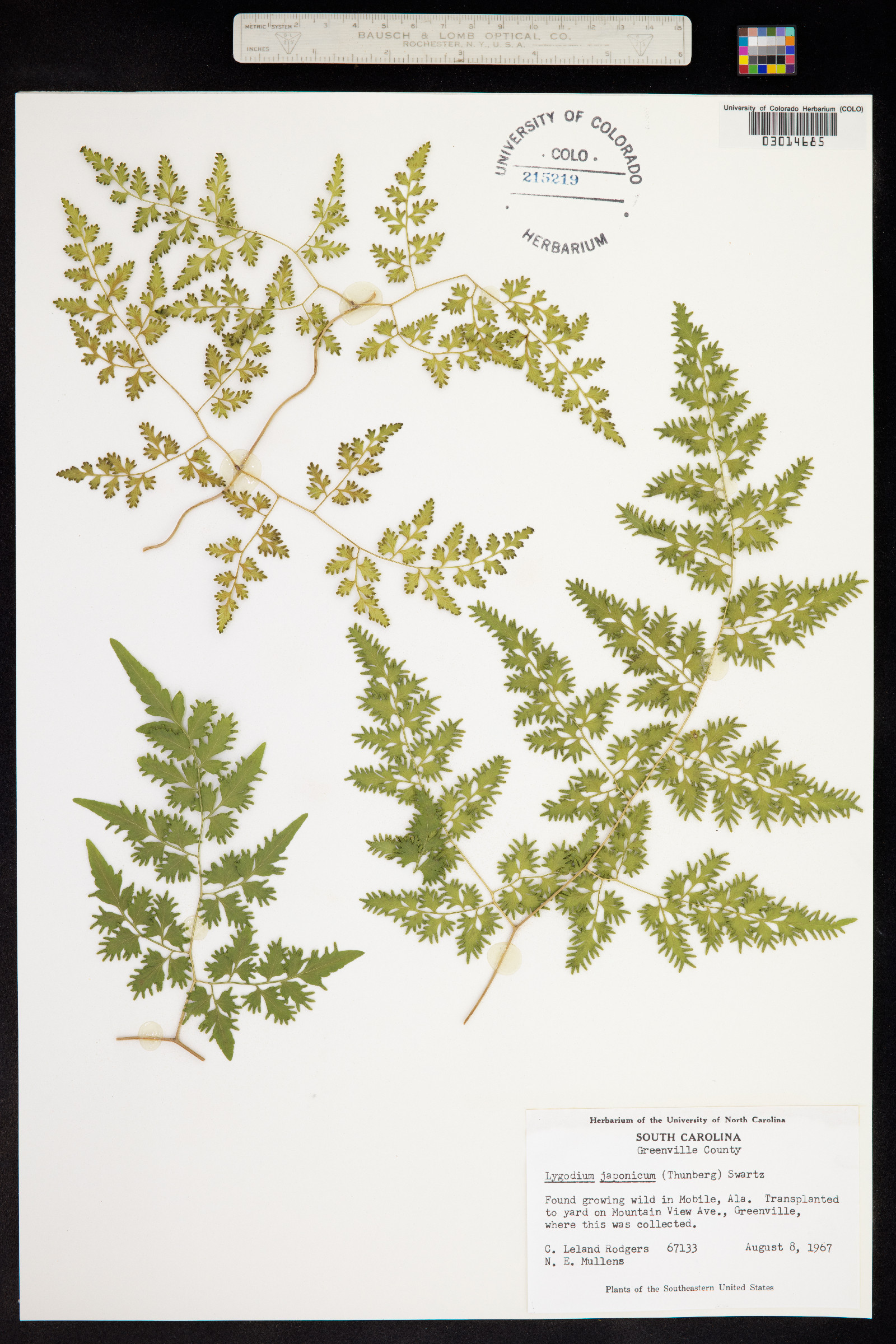 Lygodium image