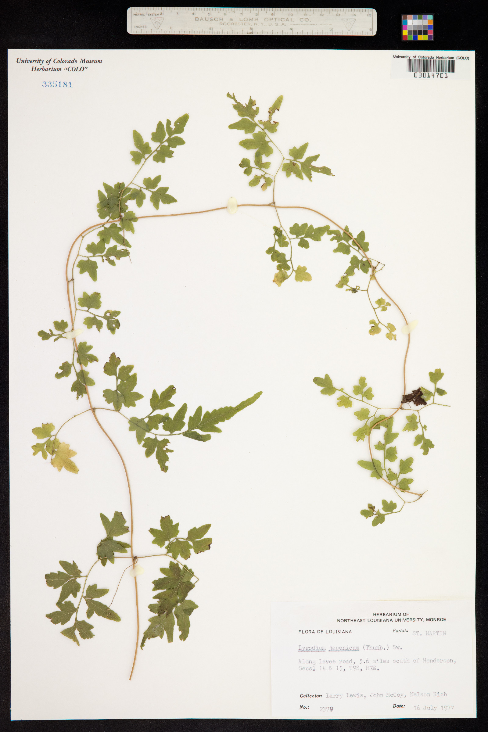Lygodium japonicum image