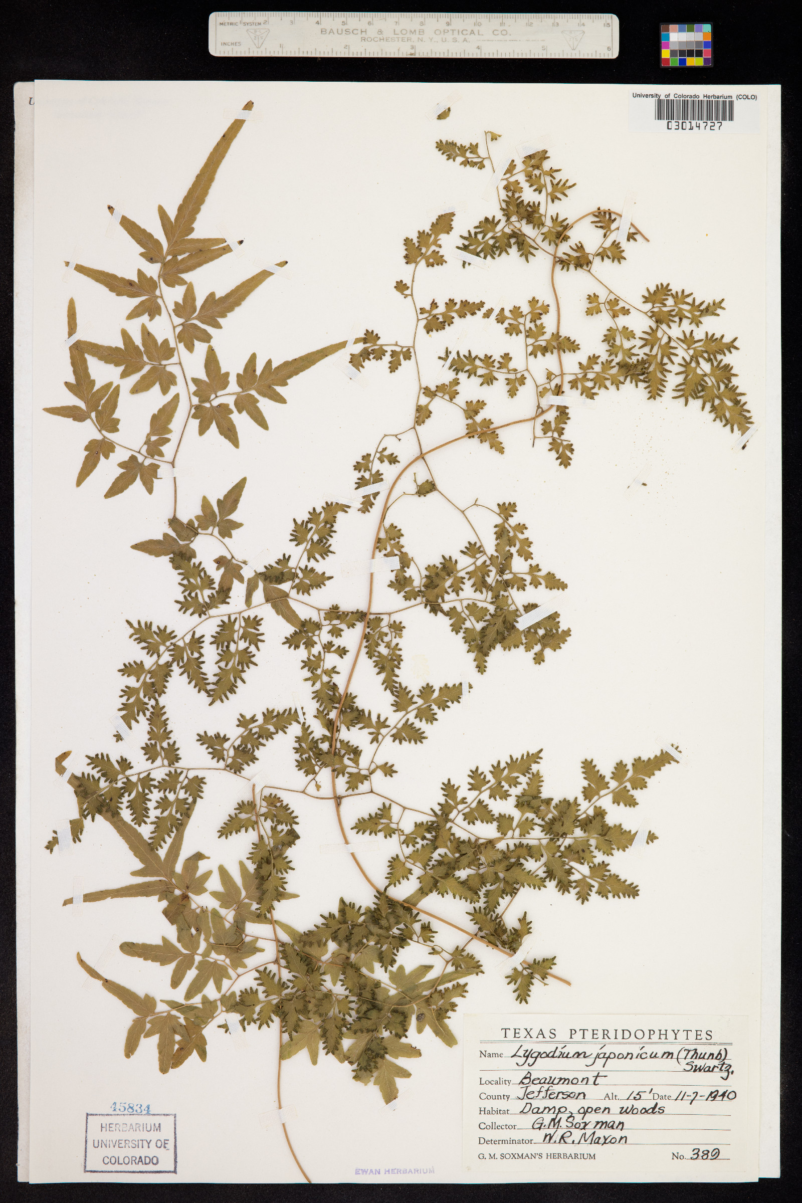 Lygodium japonicum image