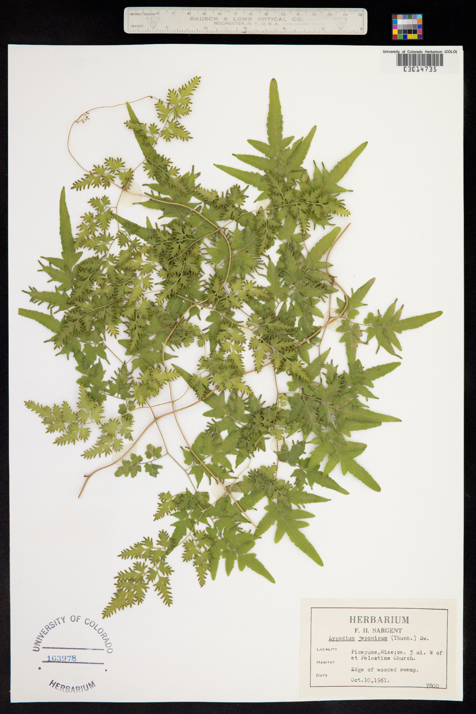 Lygodium japonicum image