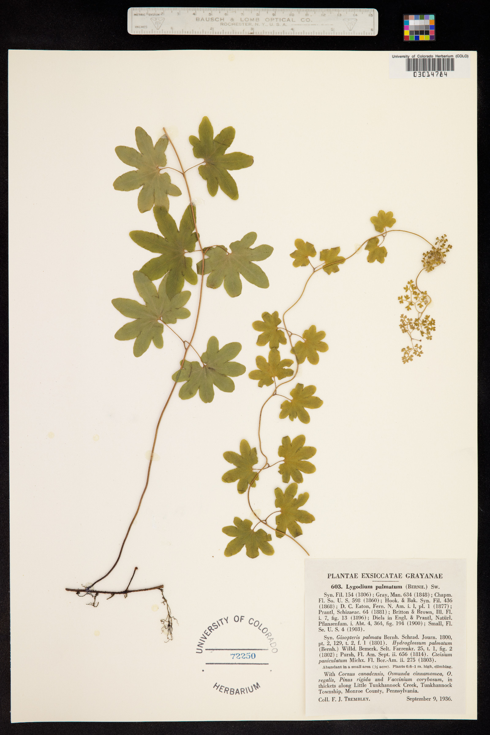 Lygodium image