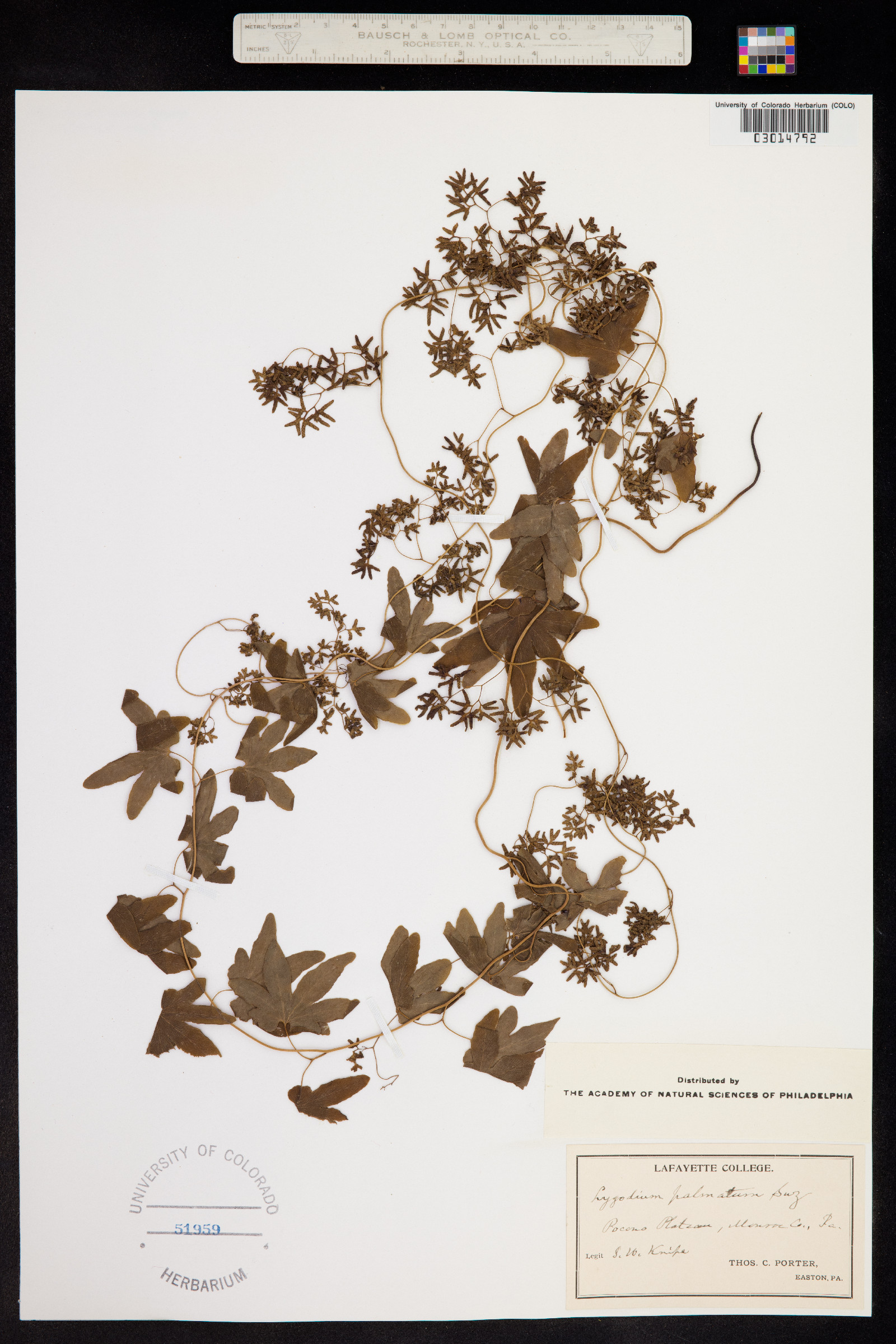 Lygodium palmatum image