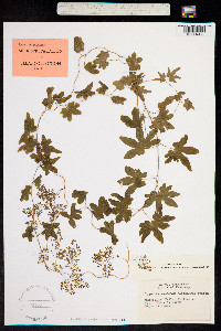 Image of Lygodium palmatum