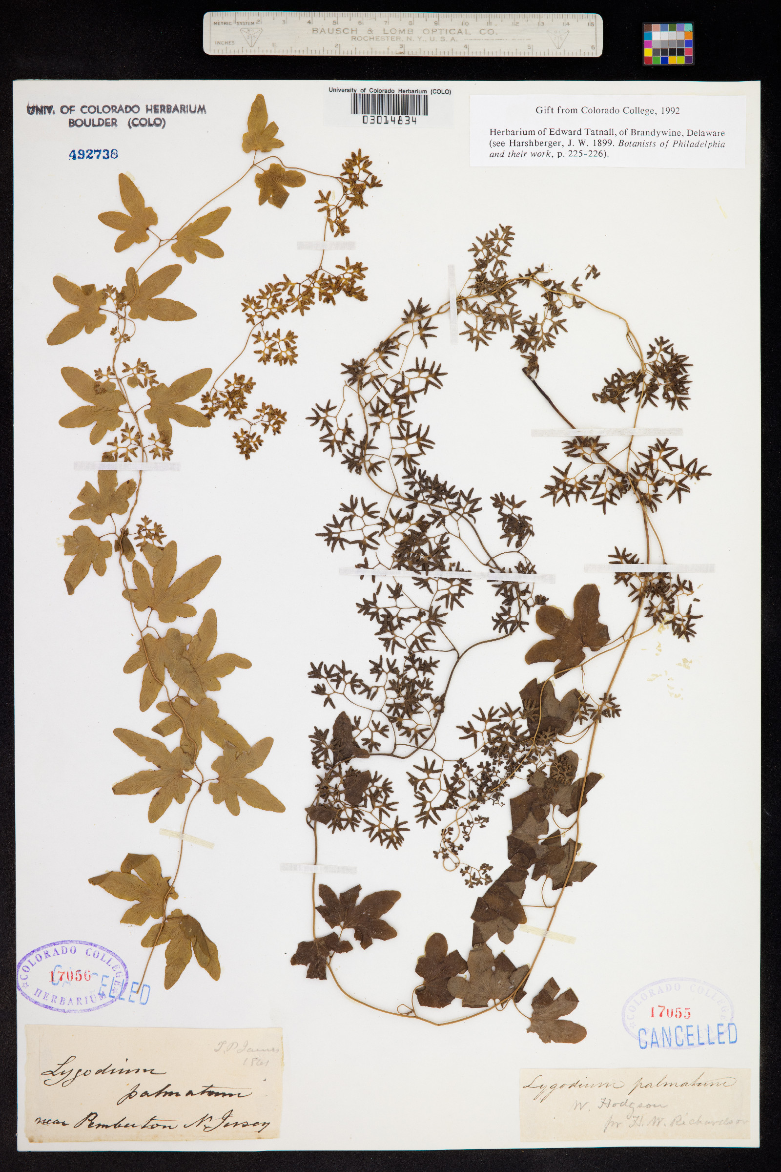 Lygodium palmatum image