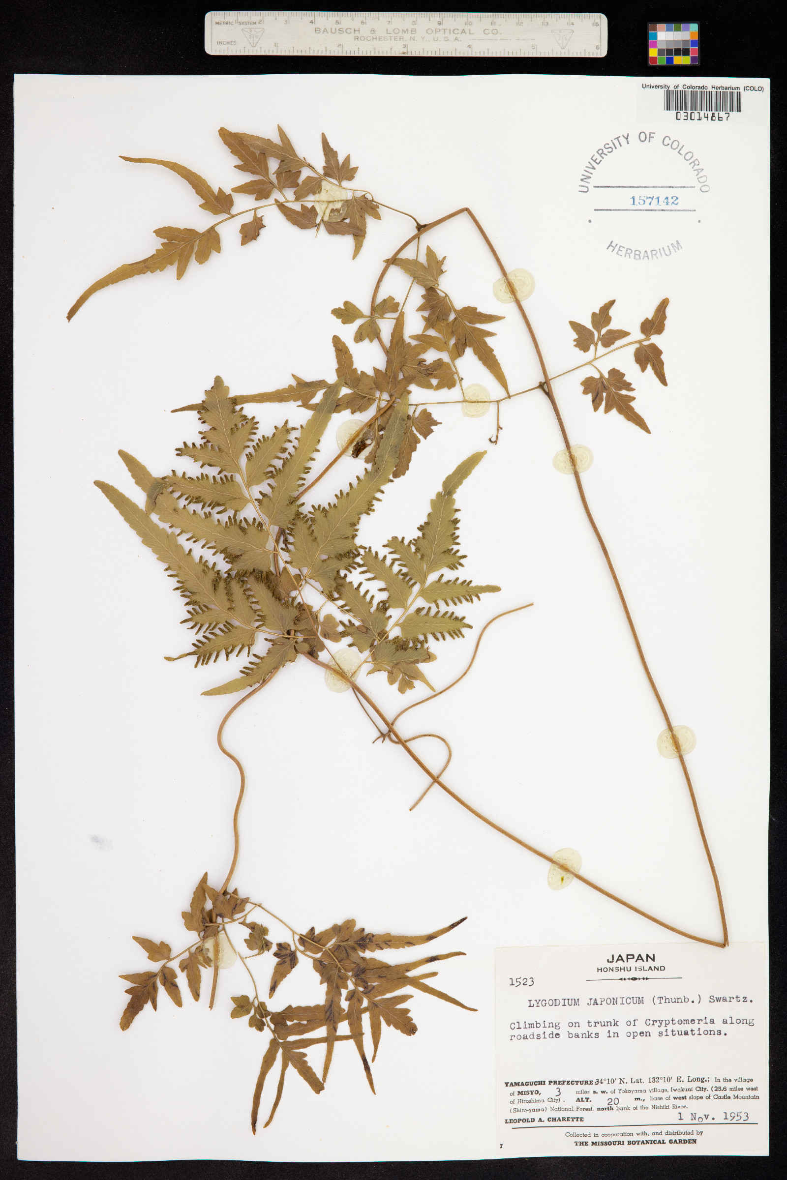 Lygodium japonicum image