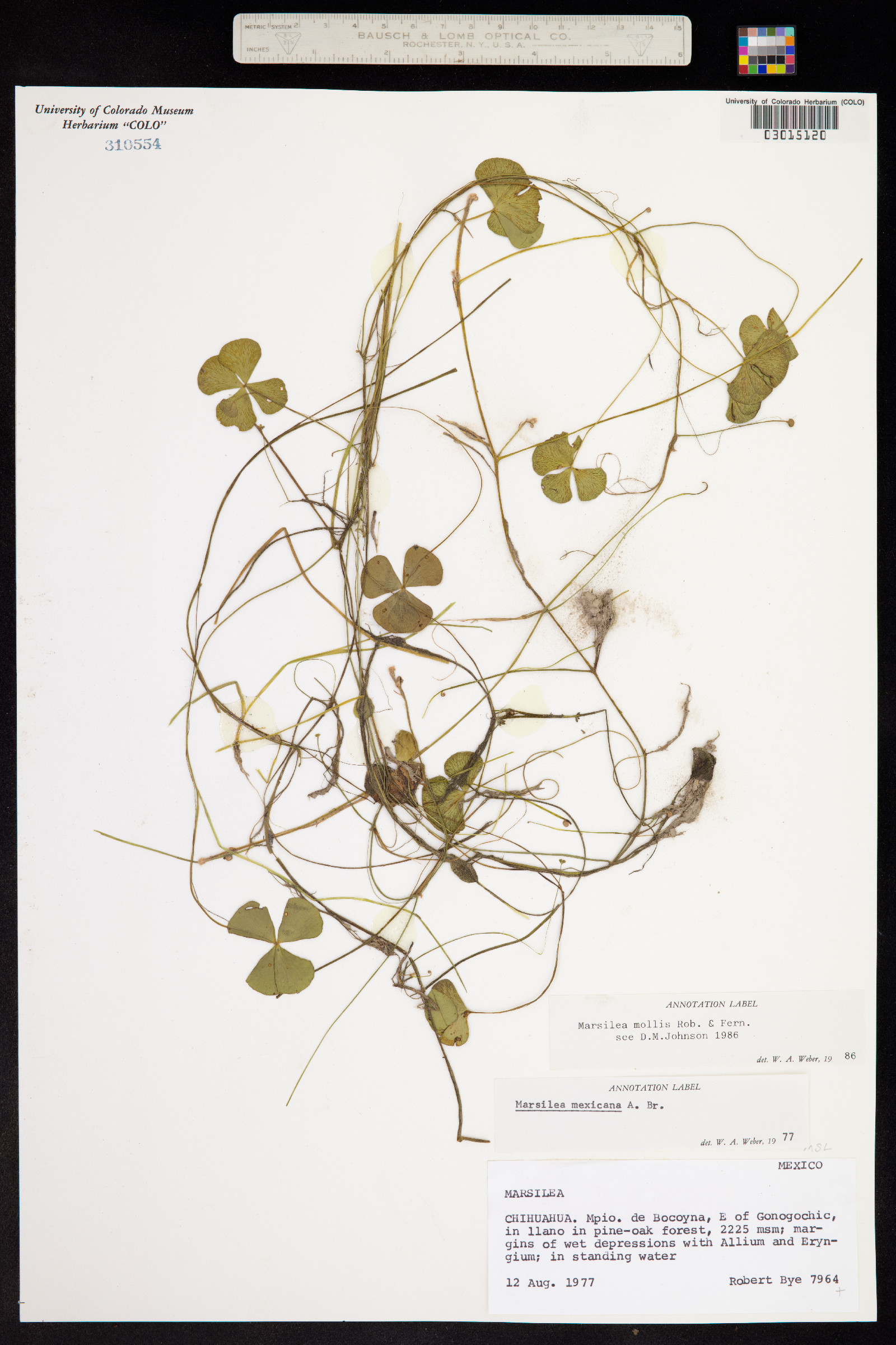 Marsilea mollis image