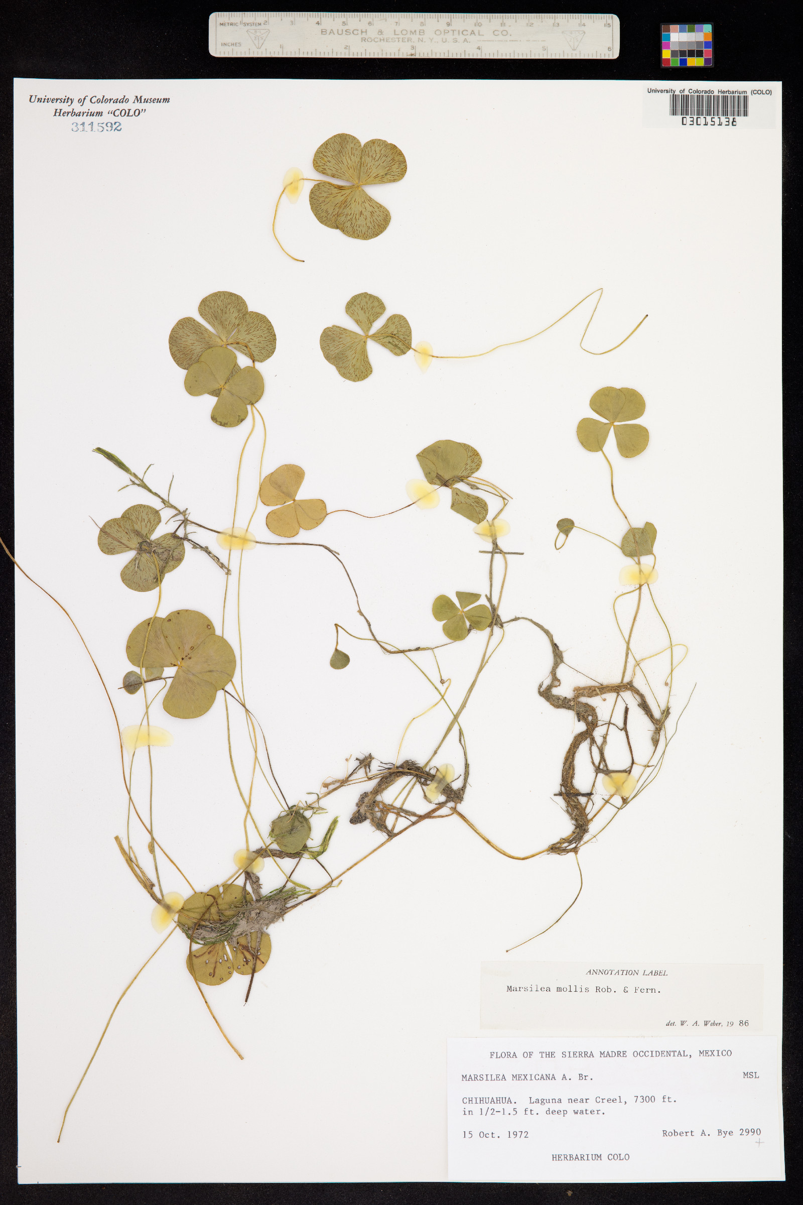 Marsilea mollis image