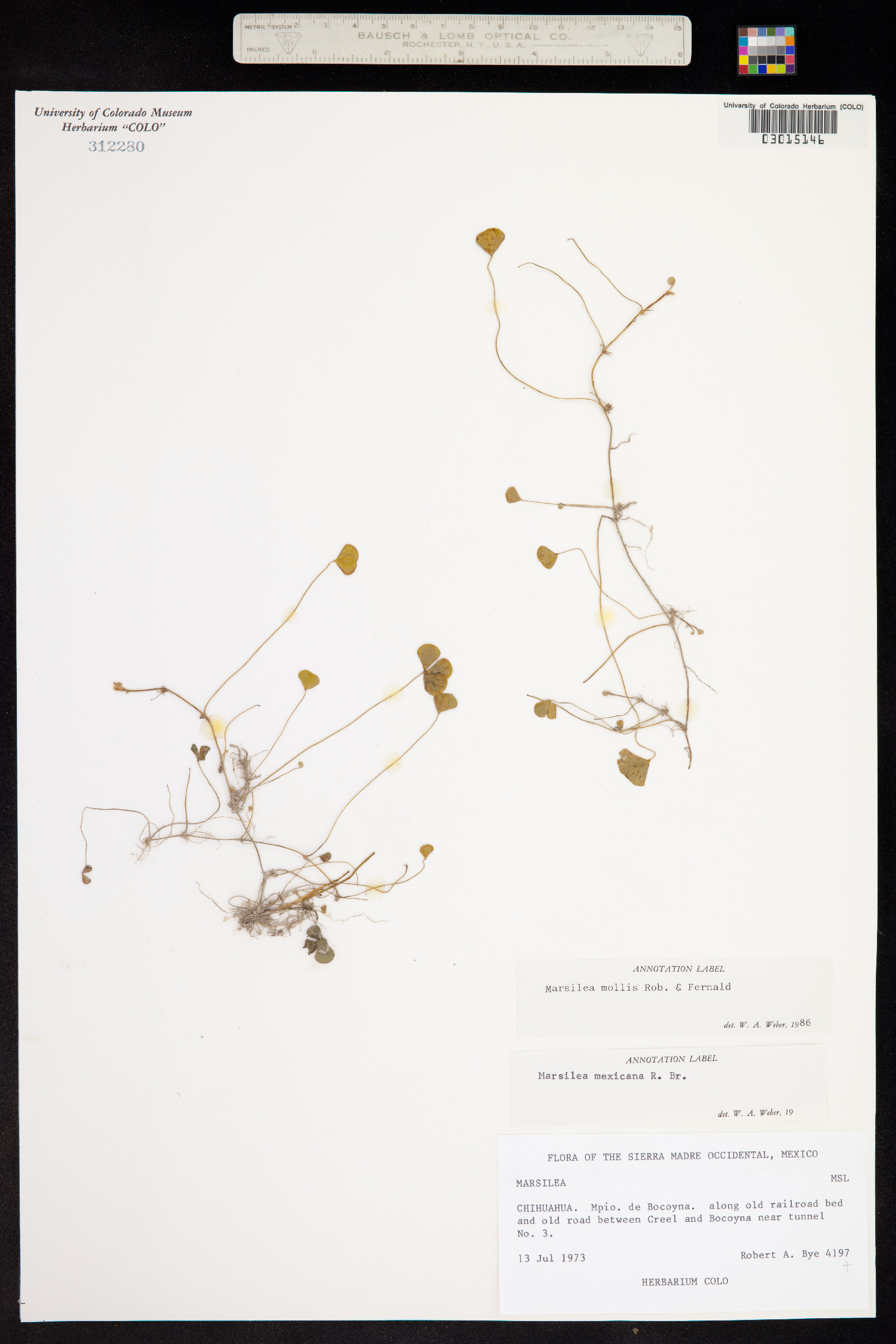 Marsilea mollis image