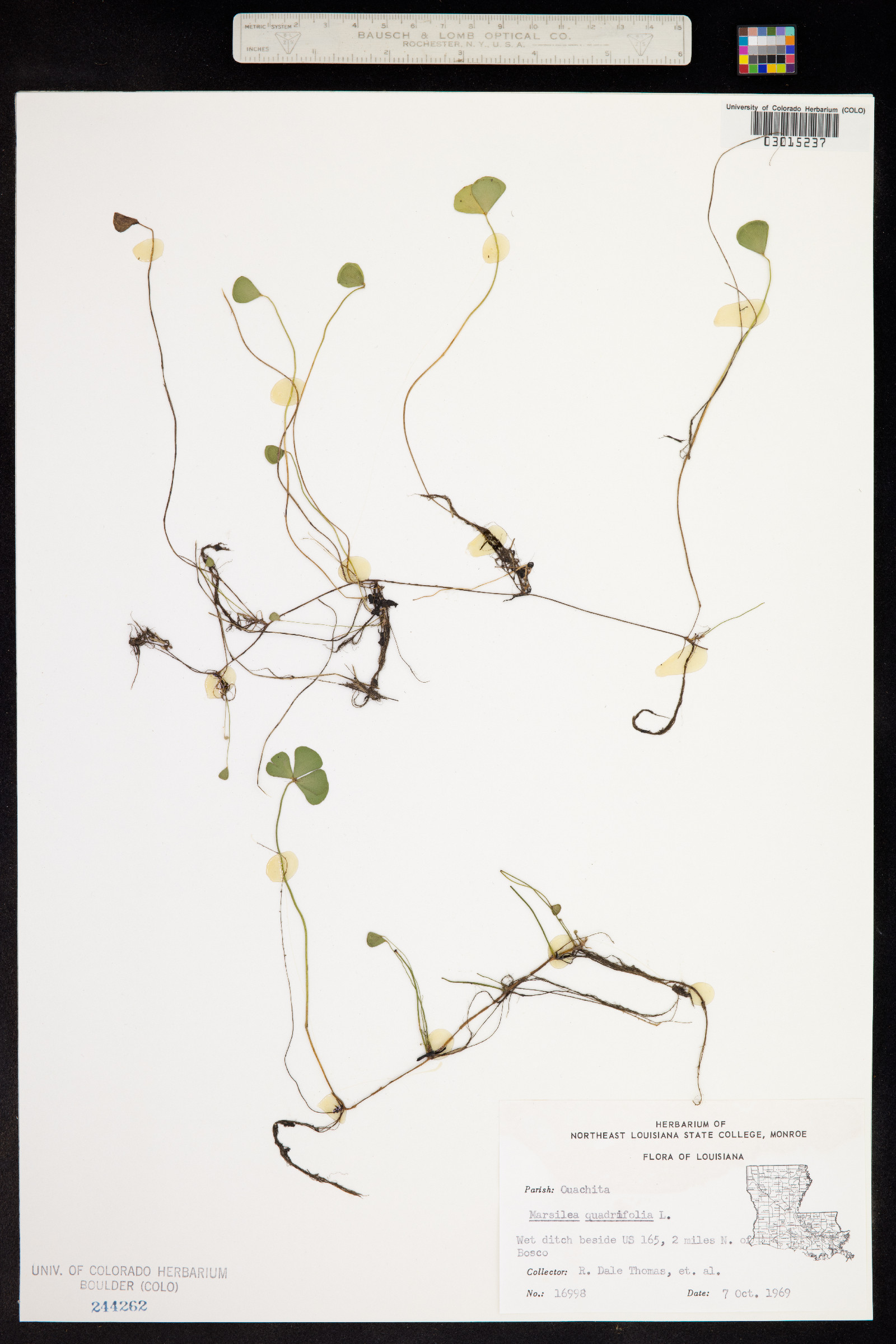 Marsilea quadrifolia image