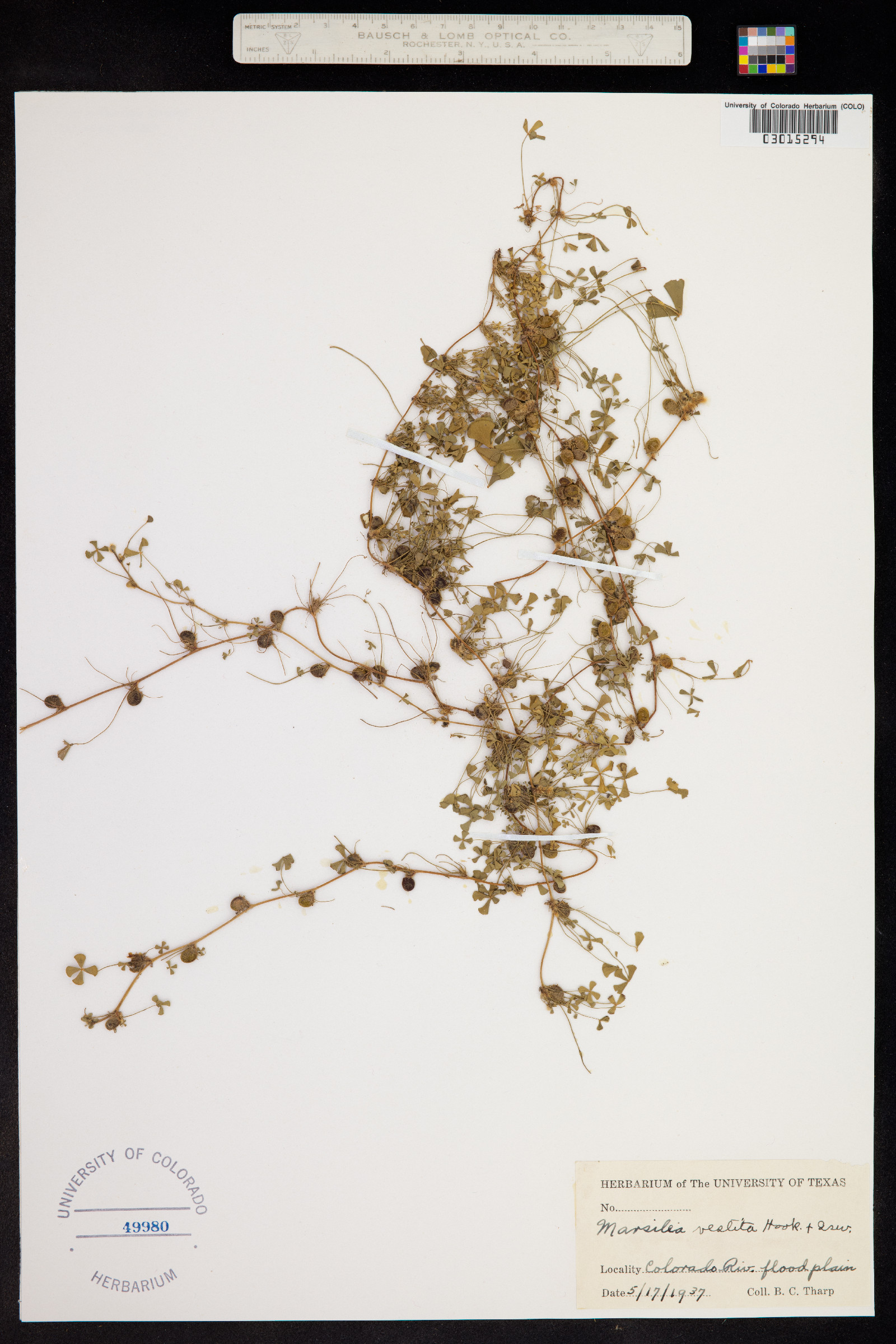 Marsilea vestita image