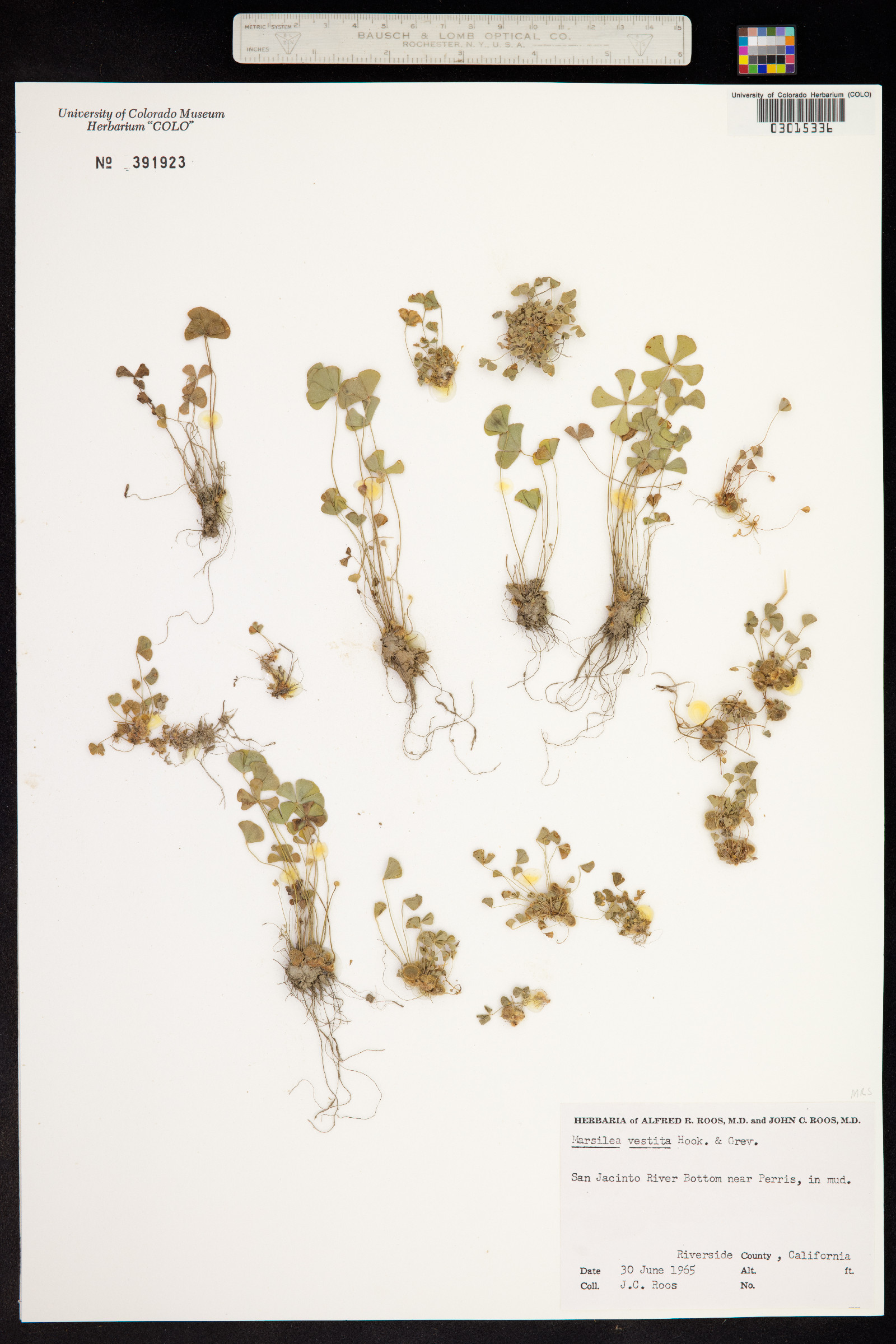 Marsilea vestita image