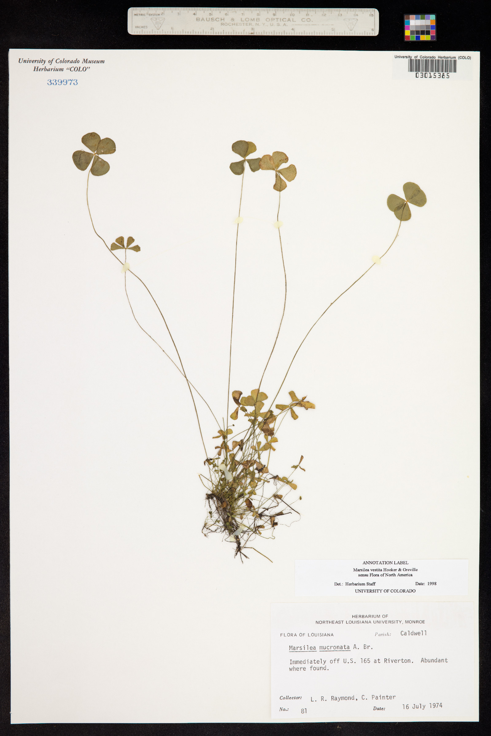 Marsilea vestita image