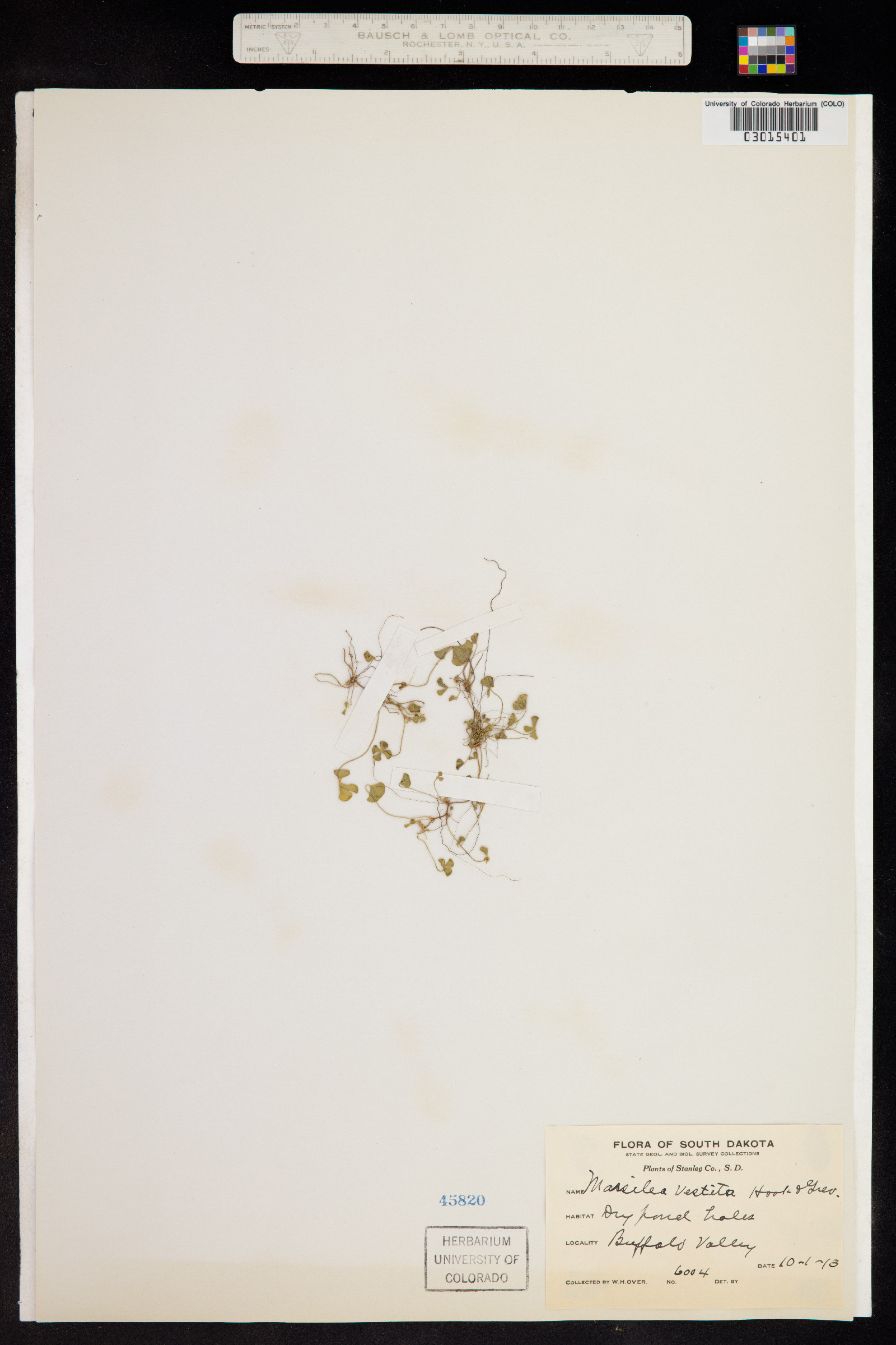 Marsilea vestita image