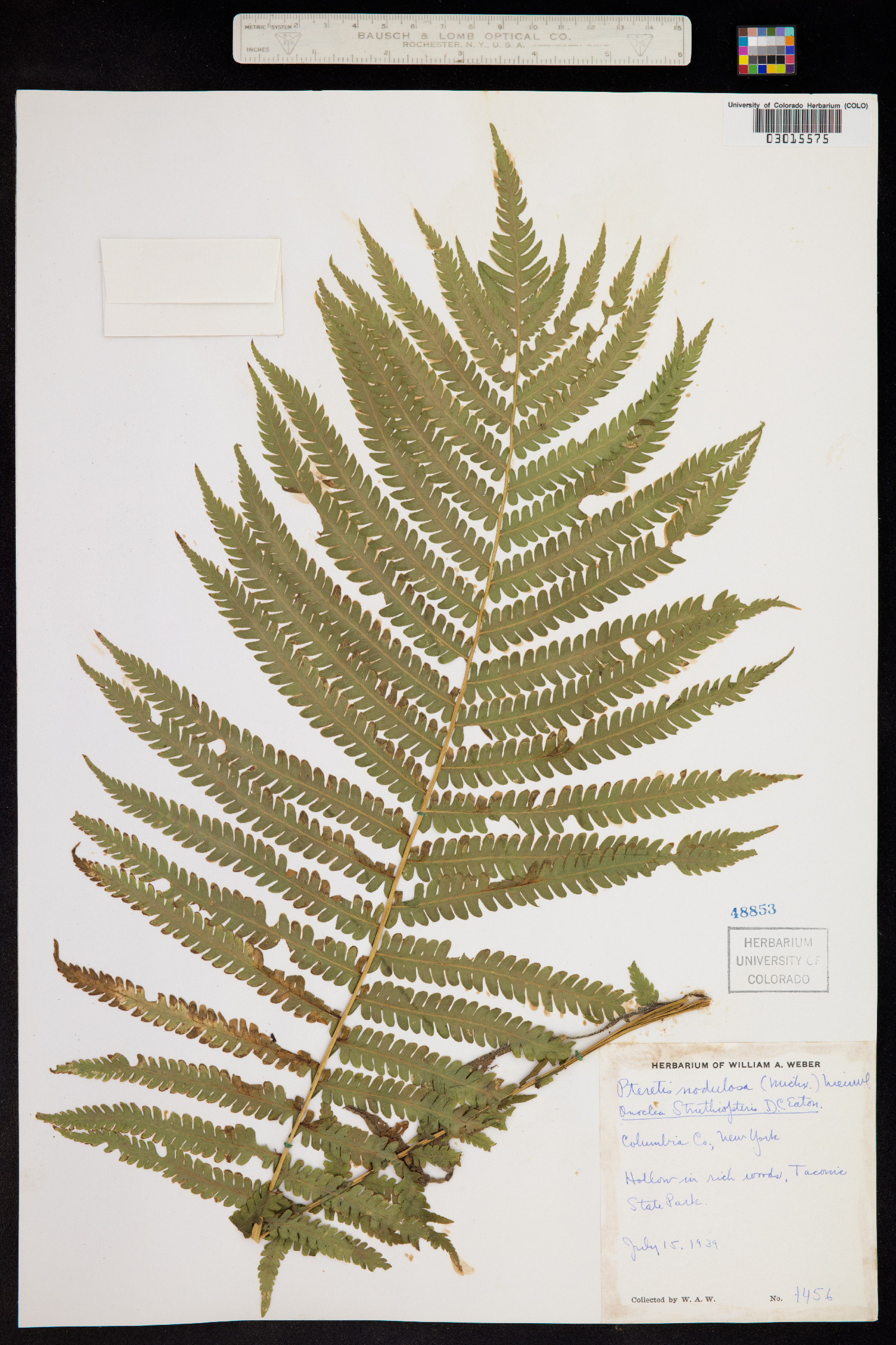 Matteuccia struthiopteris image