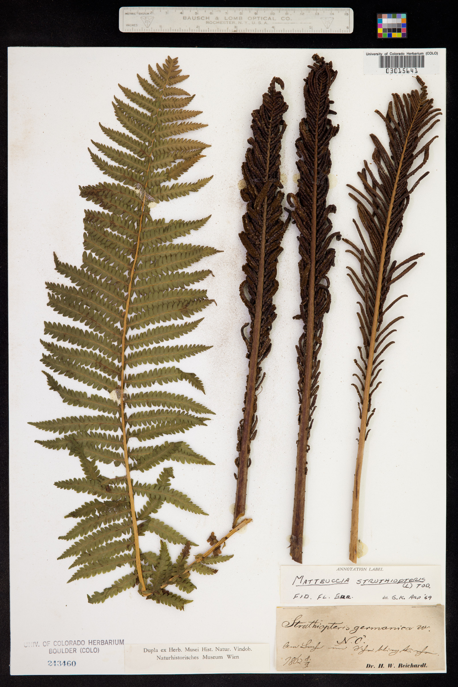 Matteuccia struthiopteris image
