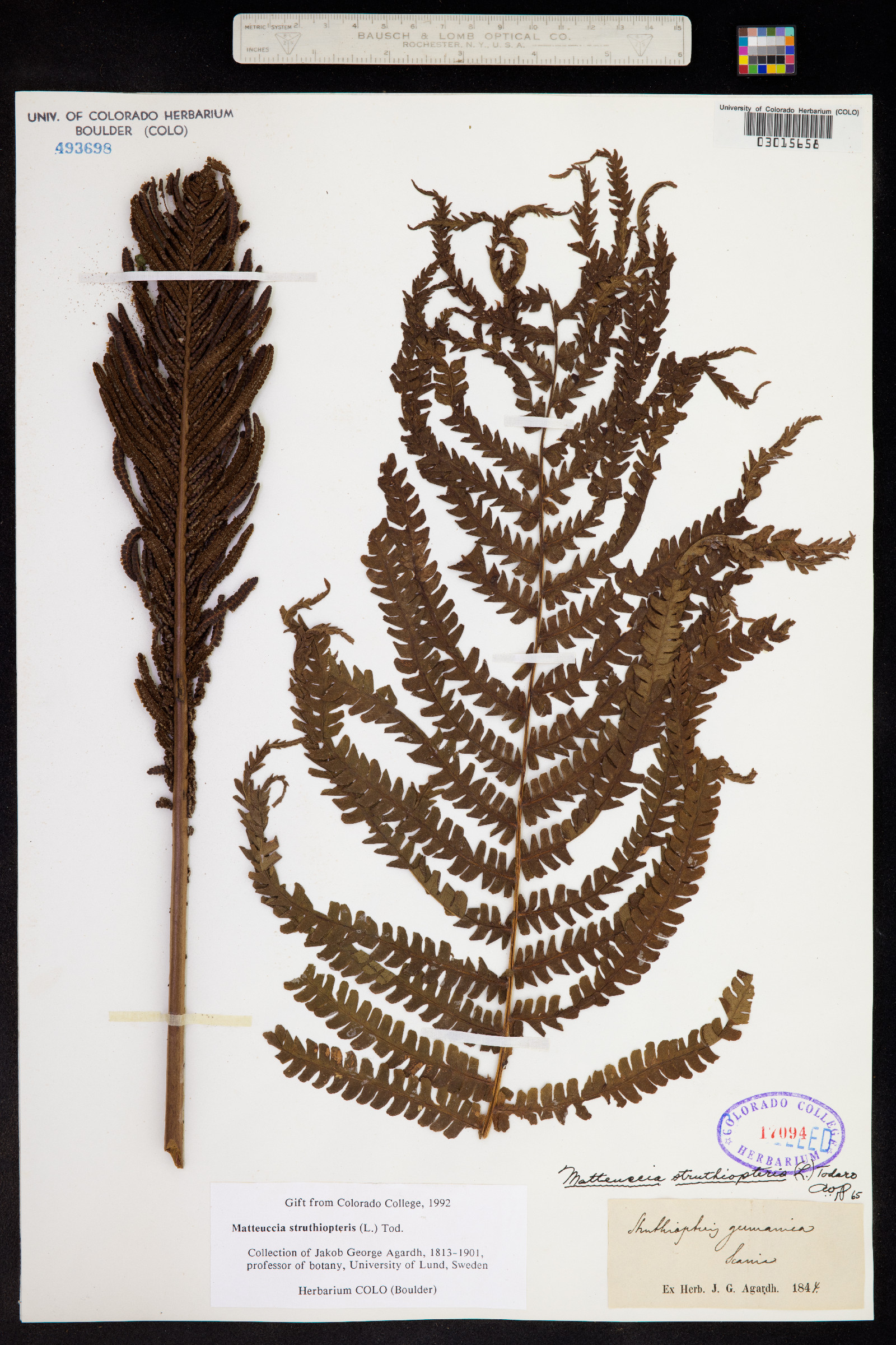 Matteuccia struthiopteris image