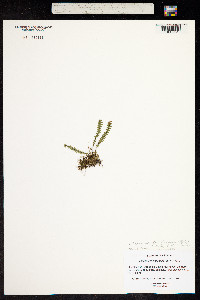 Image of Polypodium taenifolium
