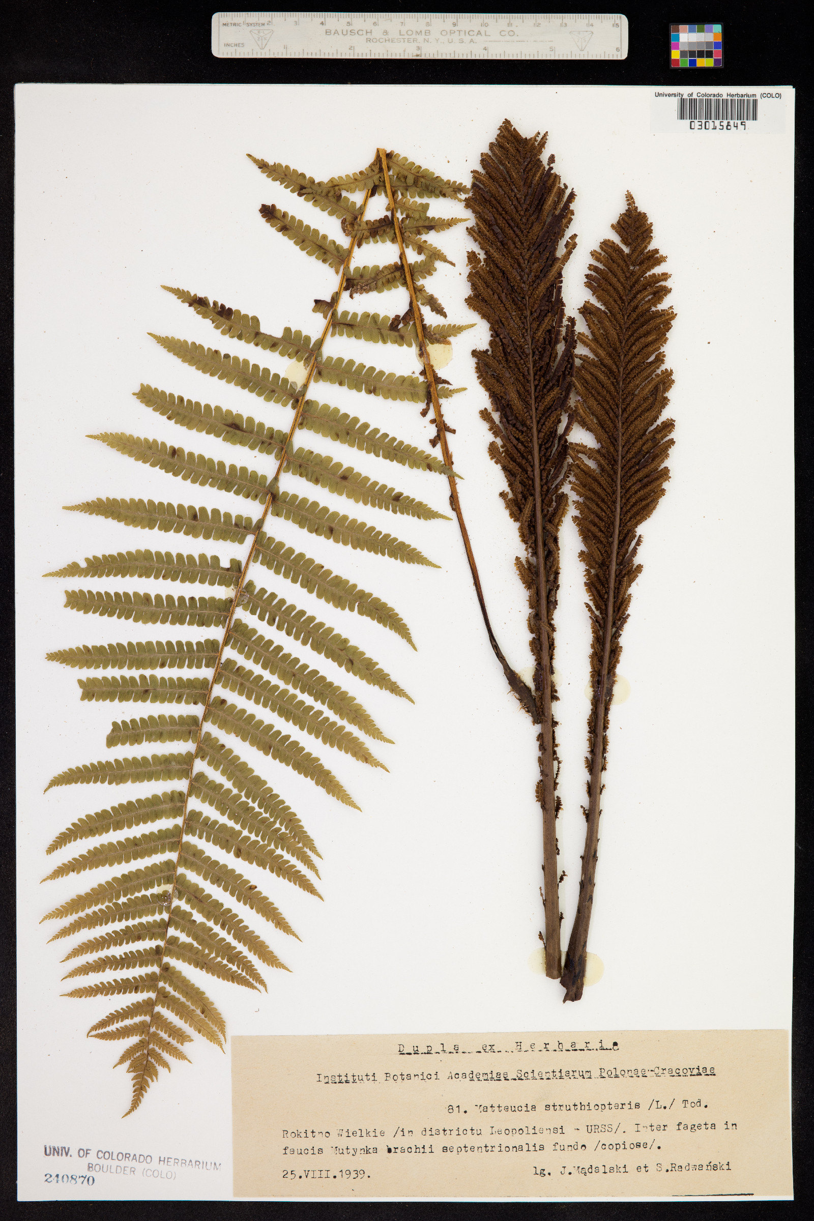 Matteuccia struthiopteris image