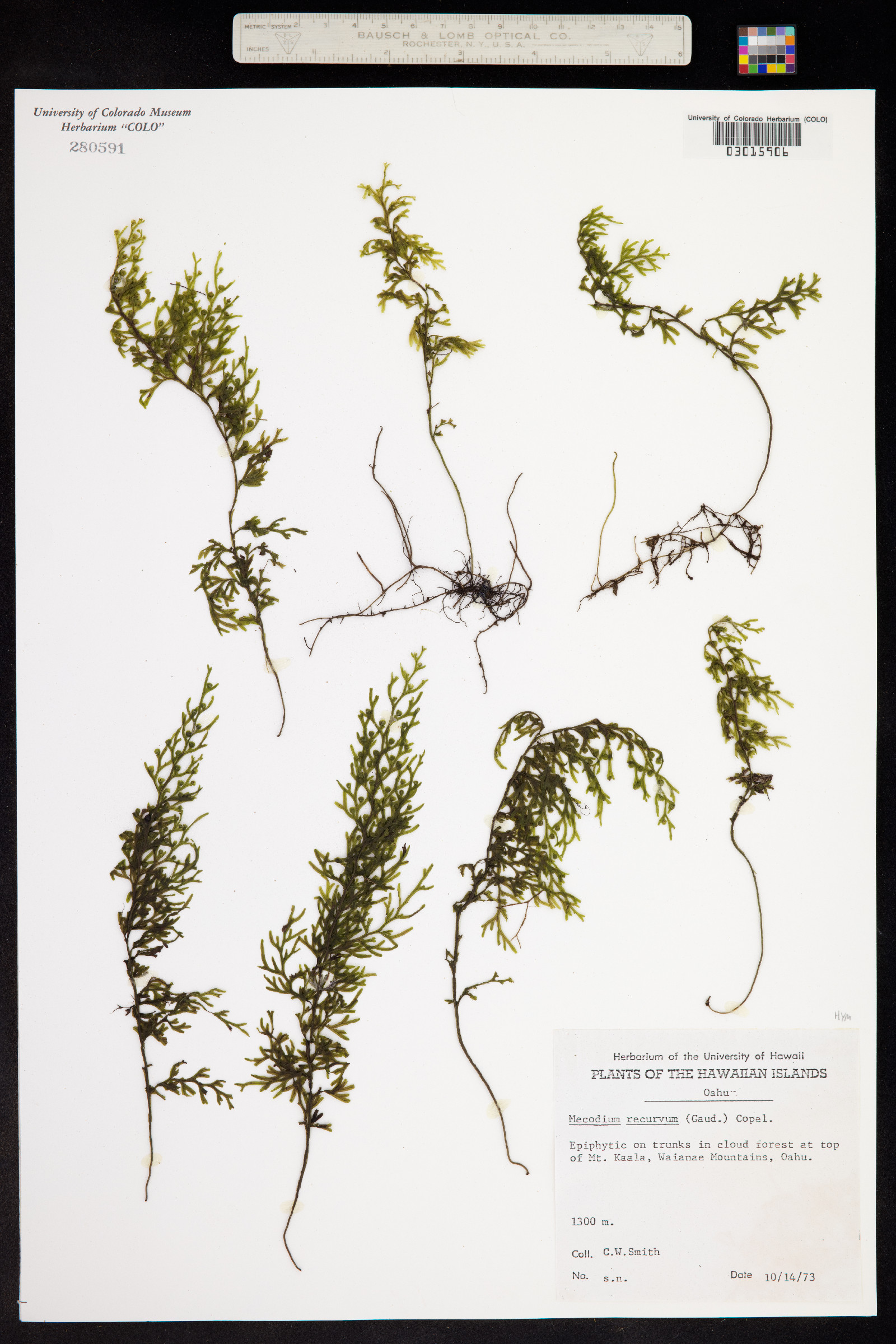 Hymenophyllum recurvum image