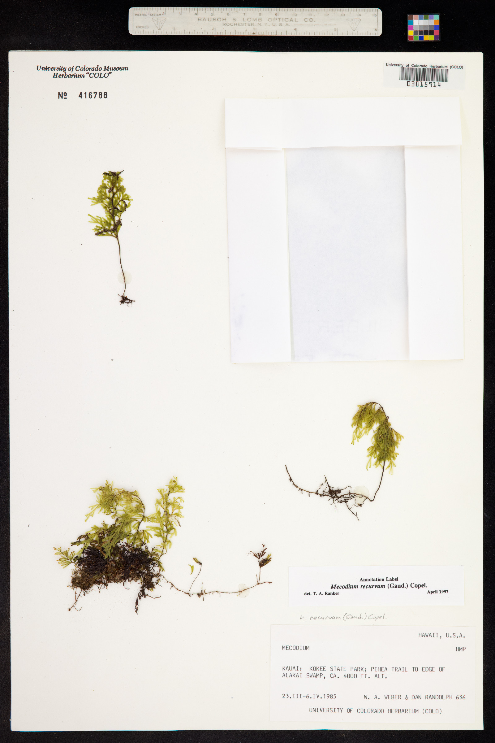 Hymenophyllum recurvum image
