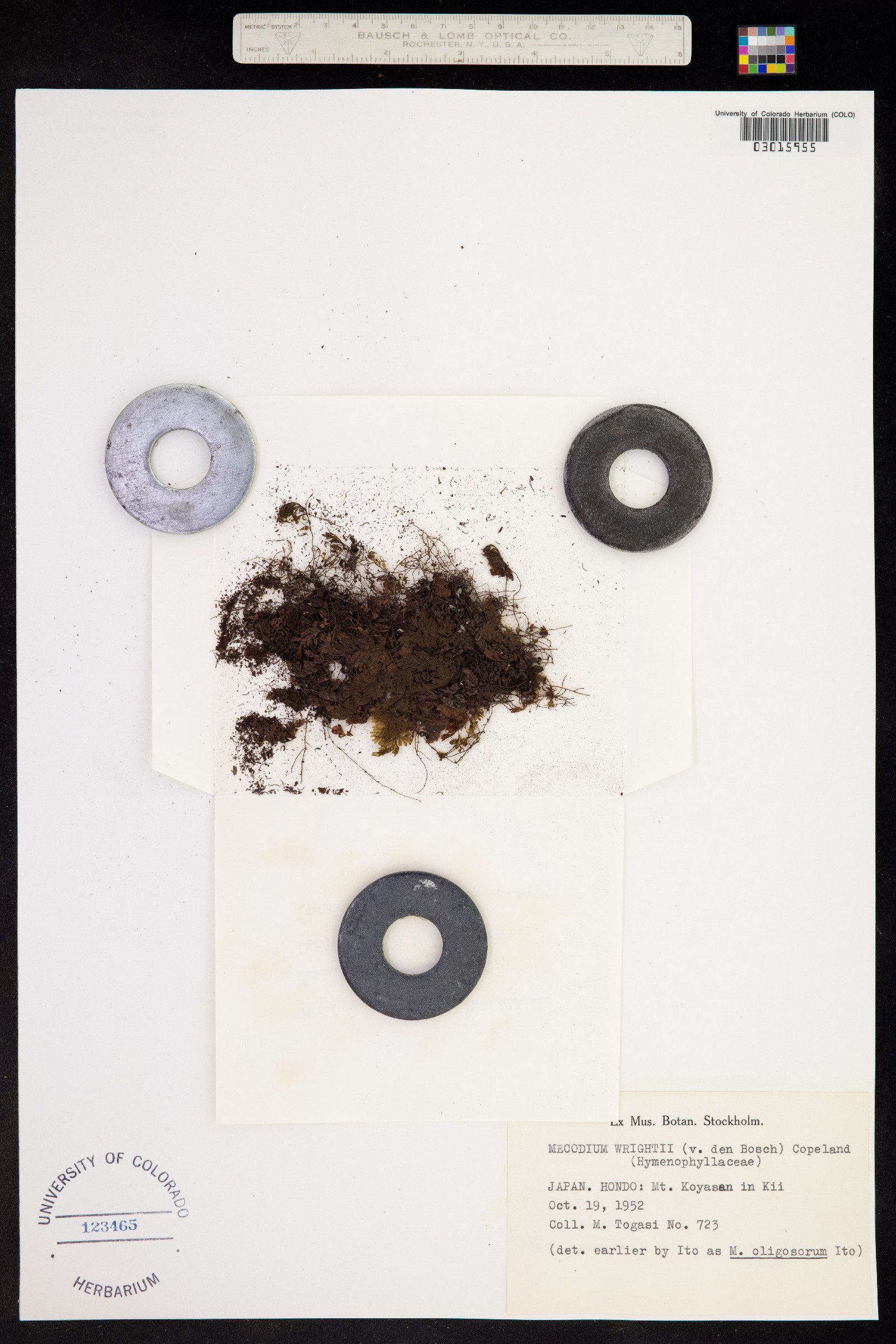 Hymenophyllum wrightii image