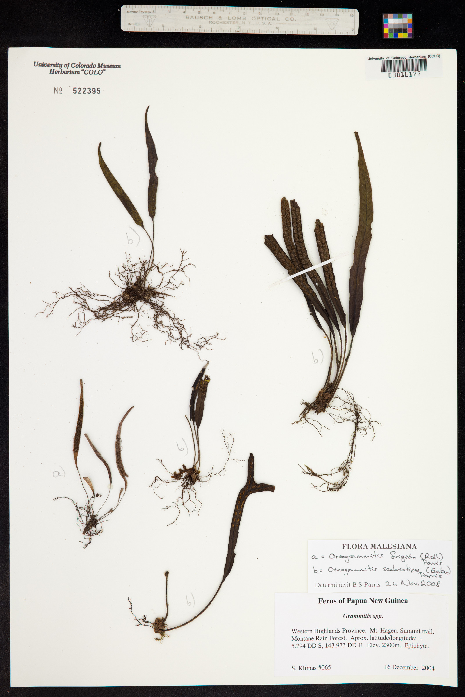 Oreogrammitis frigida image