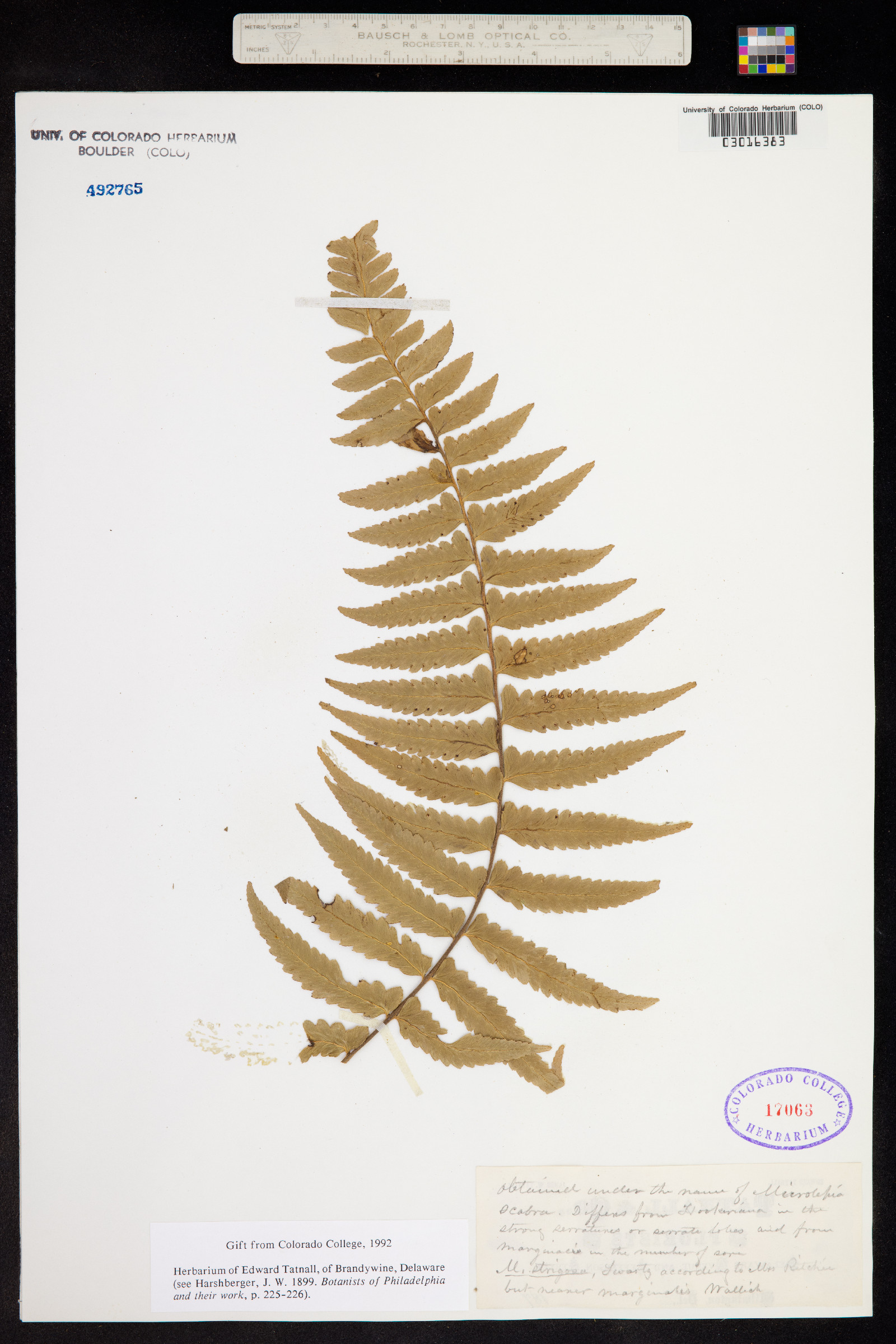 Microlepia image