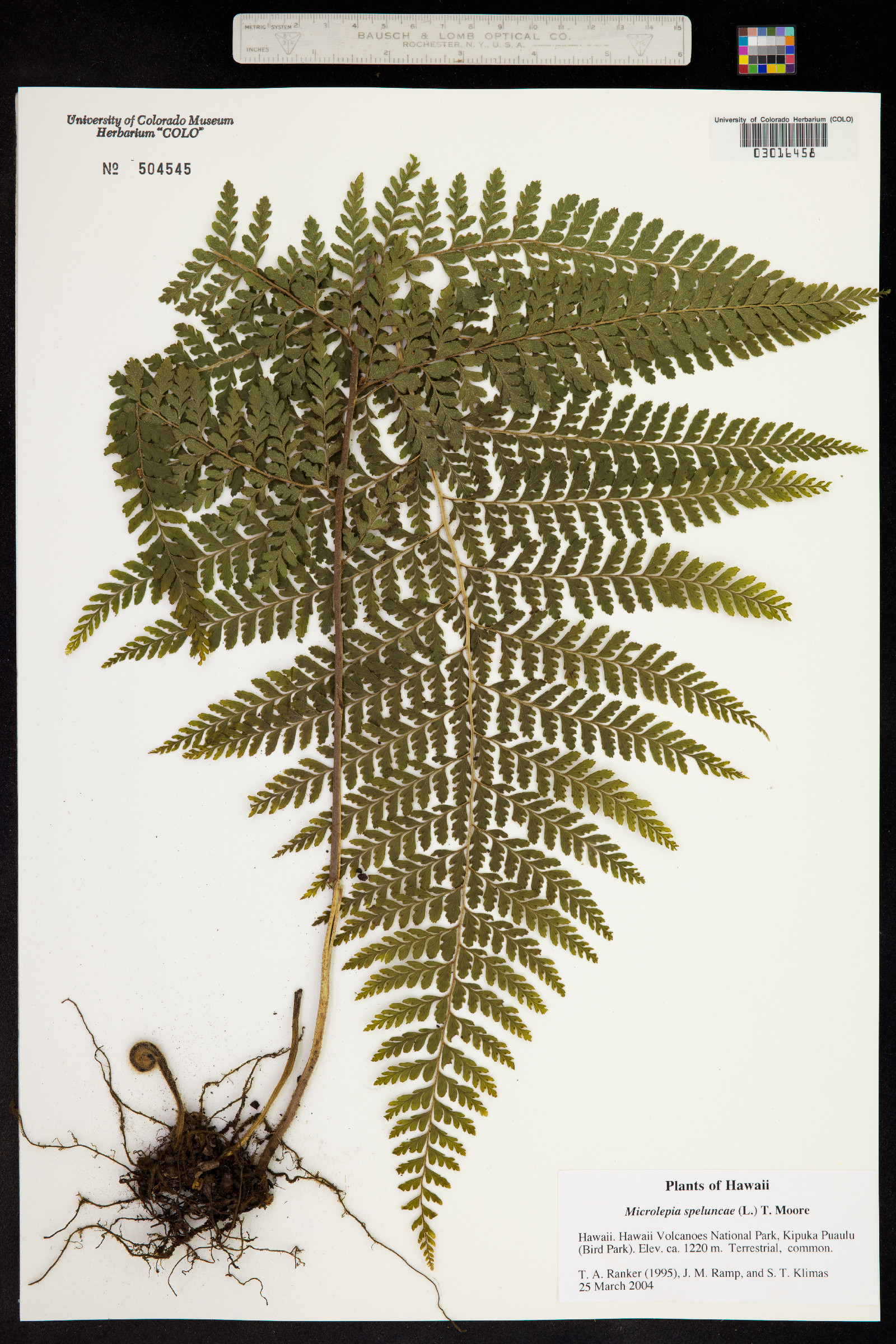 Microlepia image