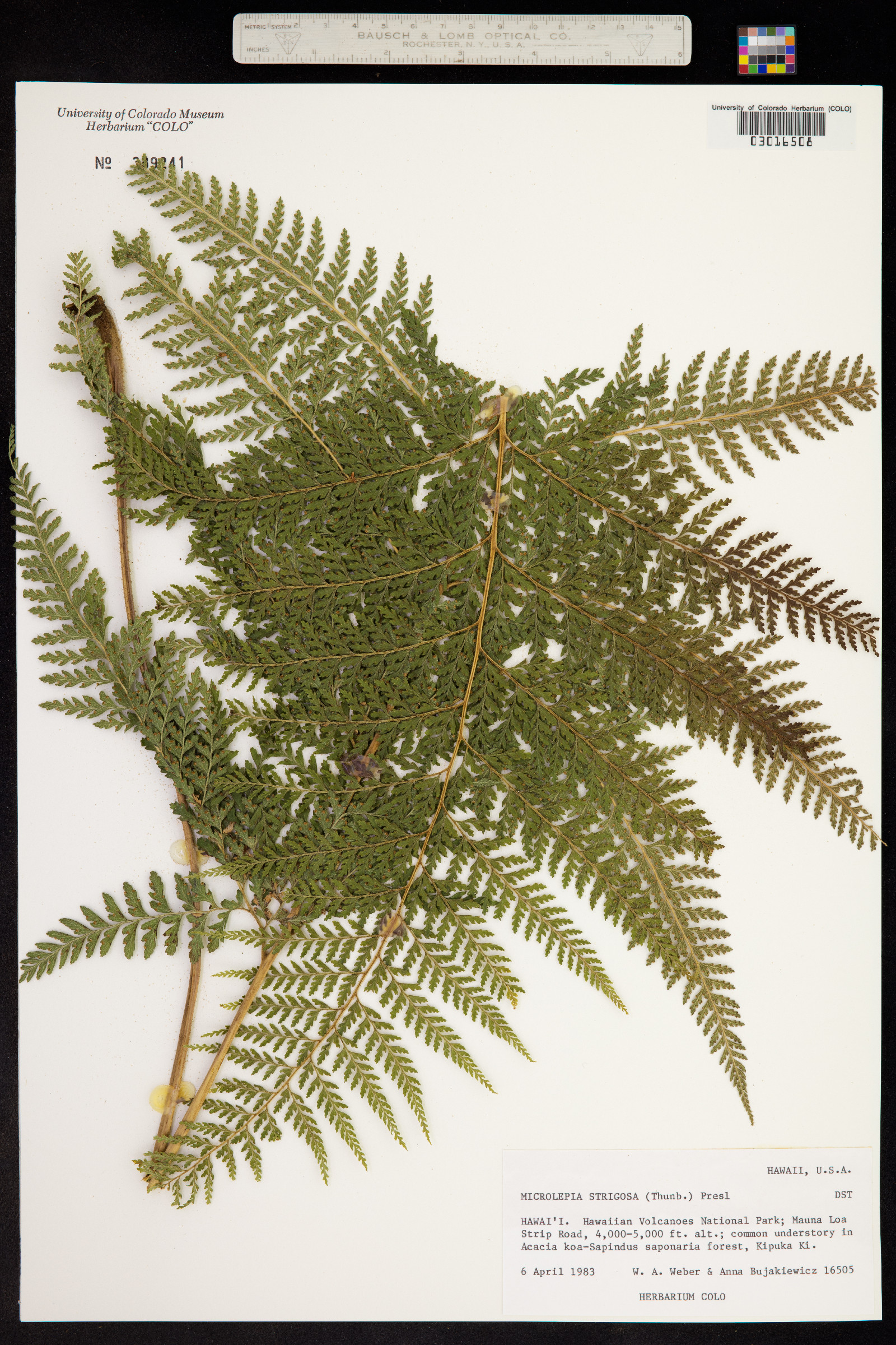 Microlepia strigosa image