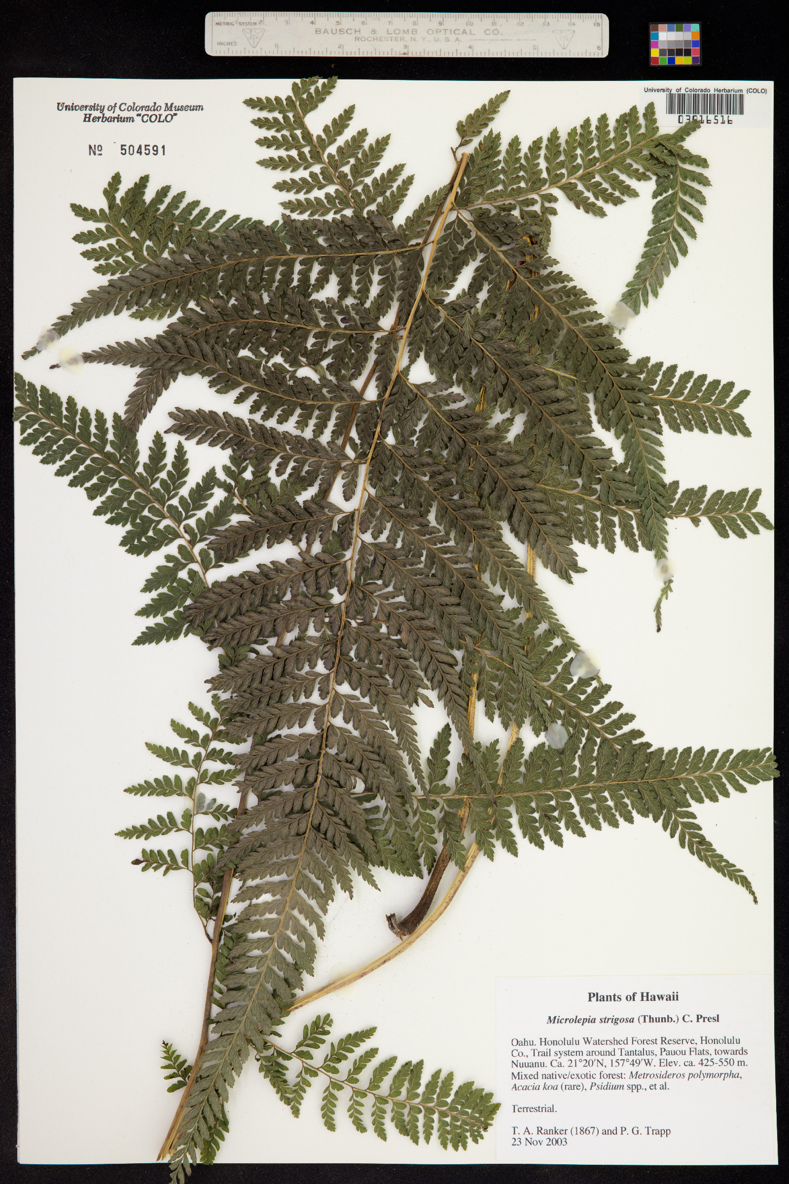 Microlepia strigosa image