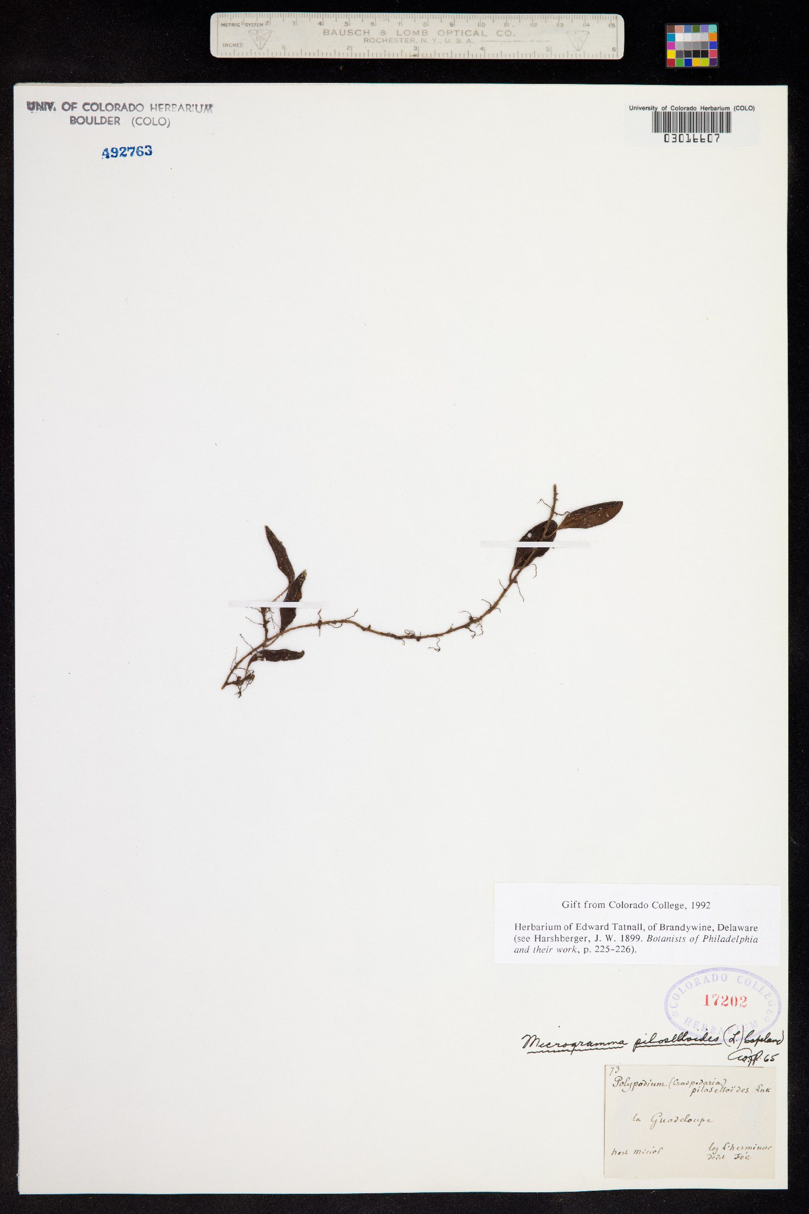 Microgramma piloselloides image