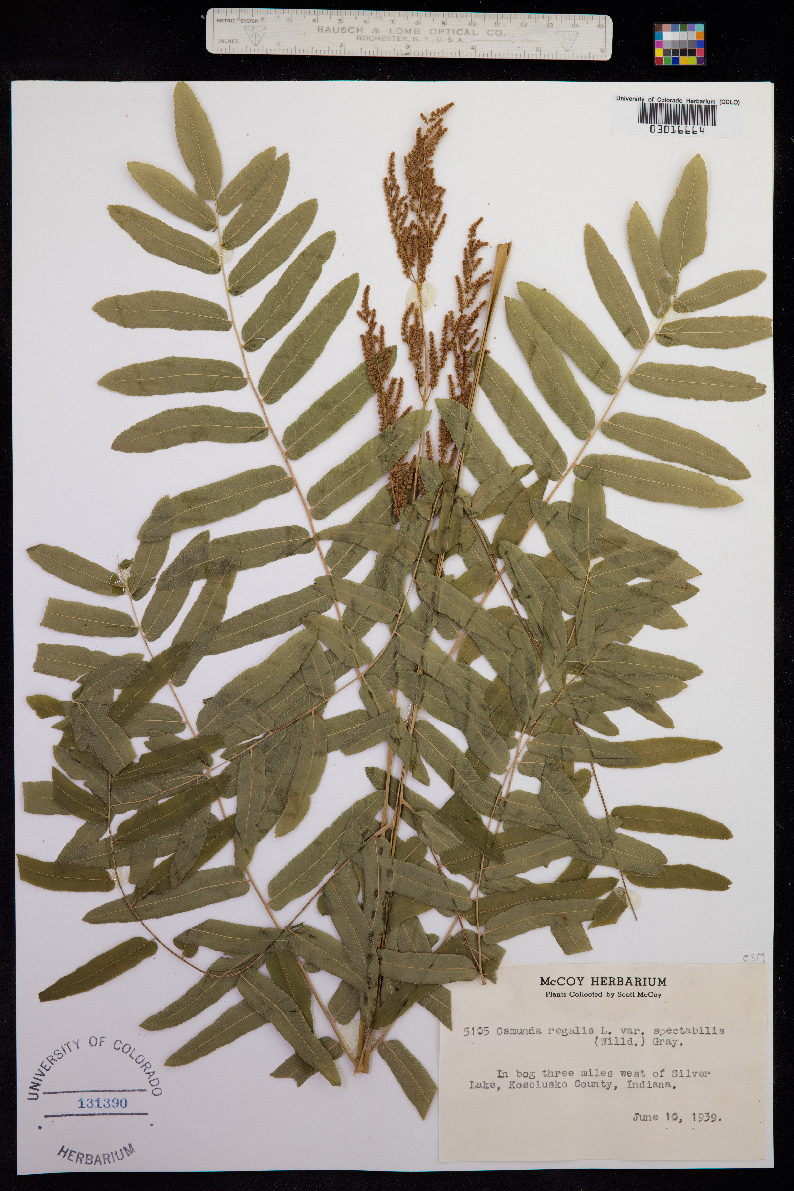 Osmundaceae image