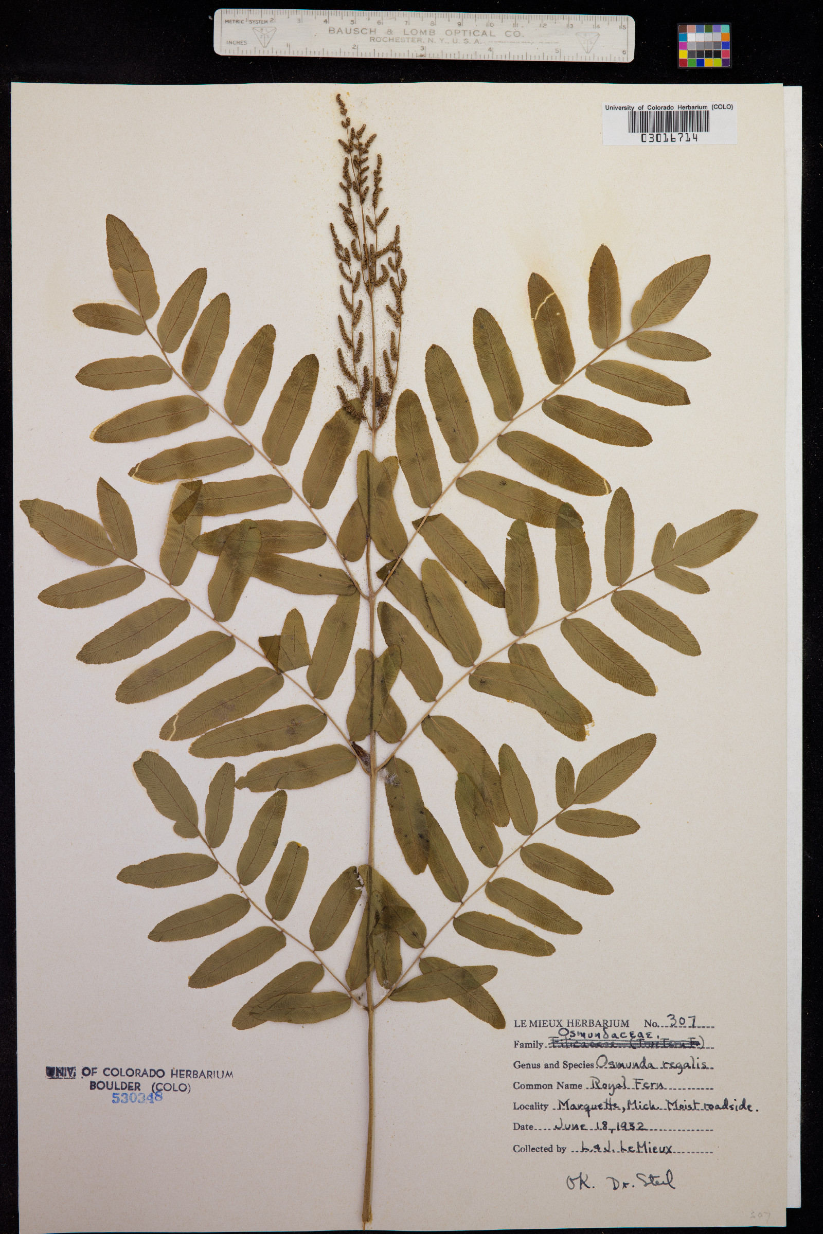 Osmunda regalis image