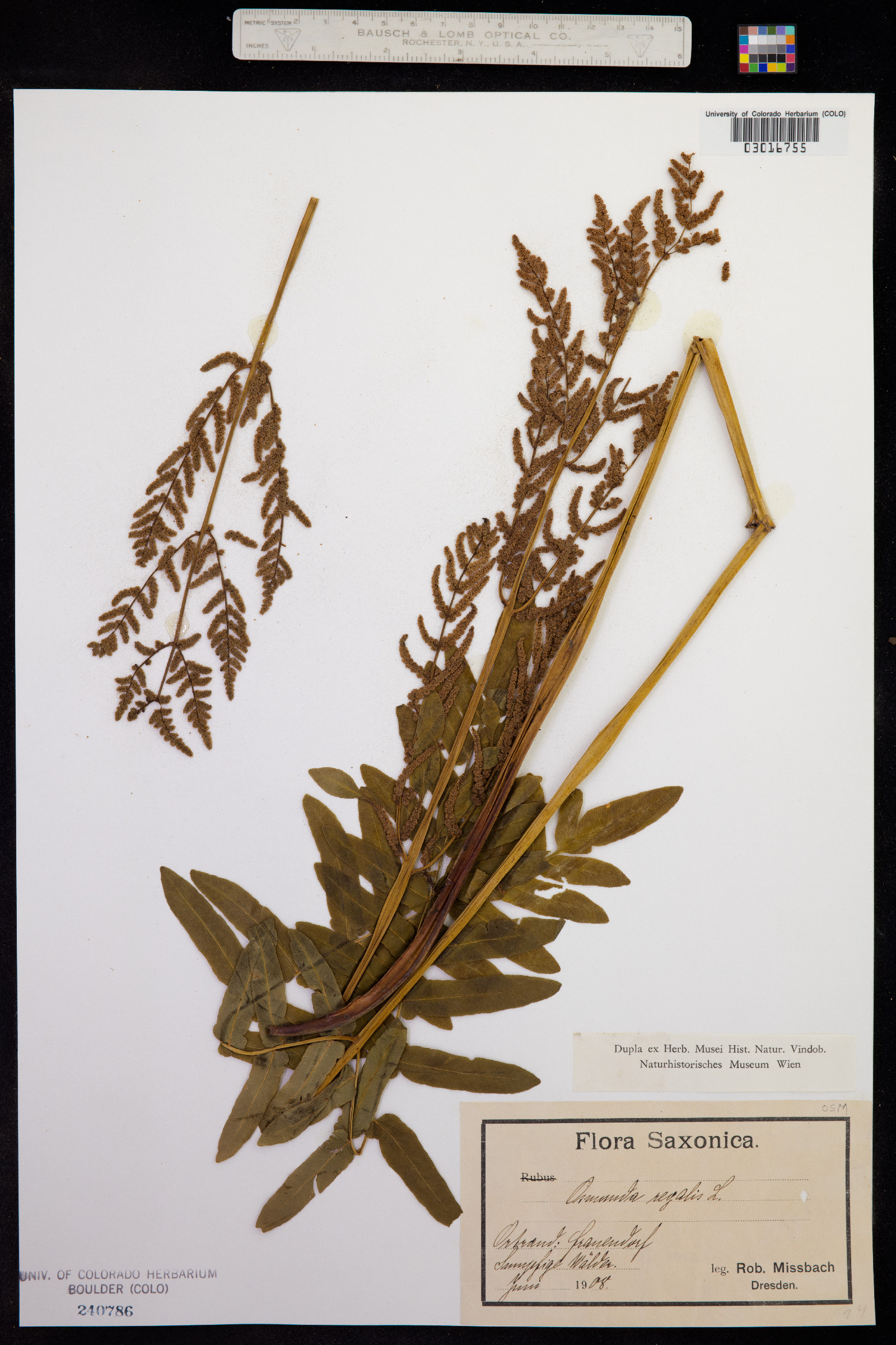 Osmunda regalis image