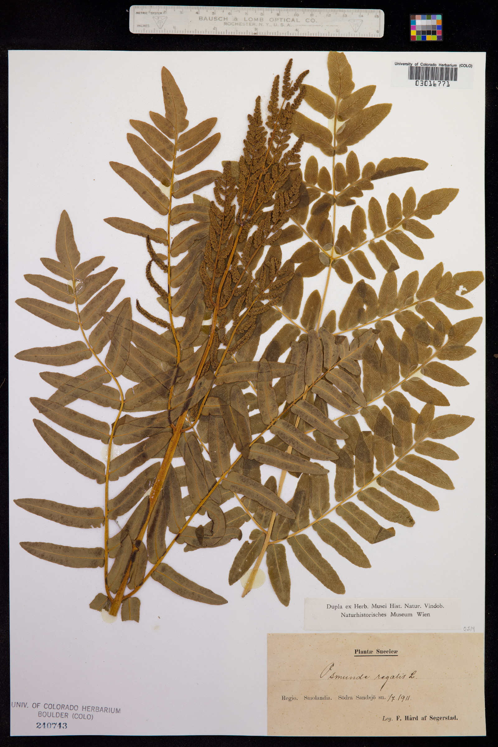 Osmunda regalis image