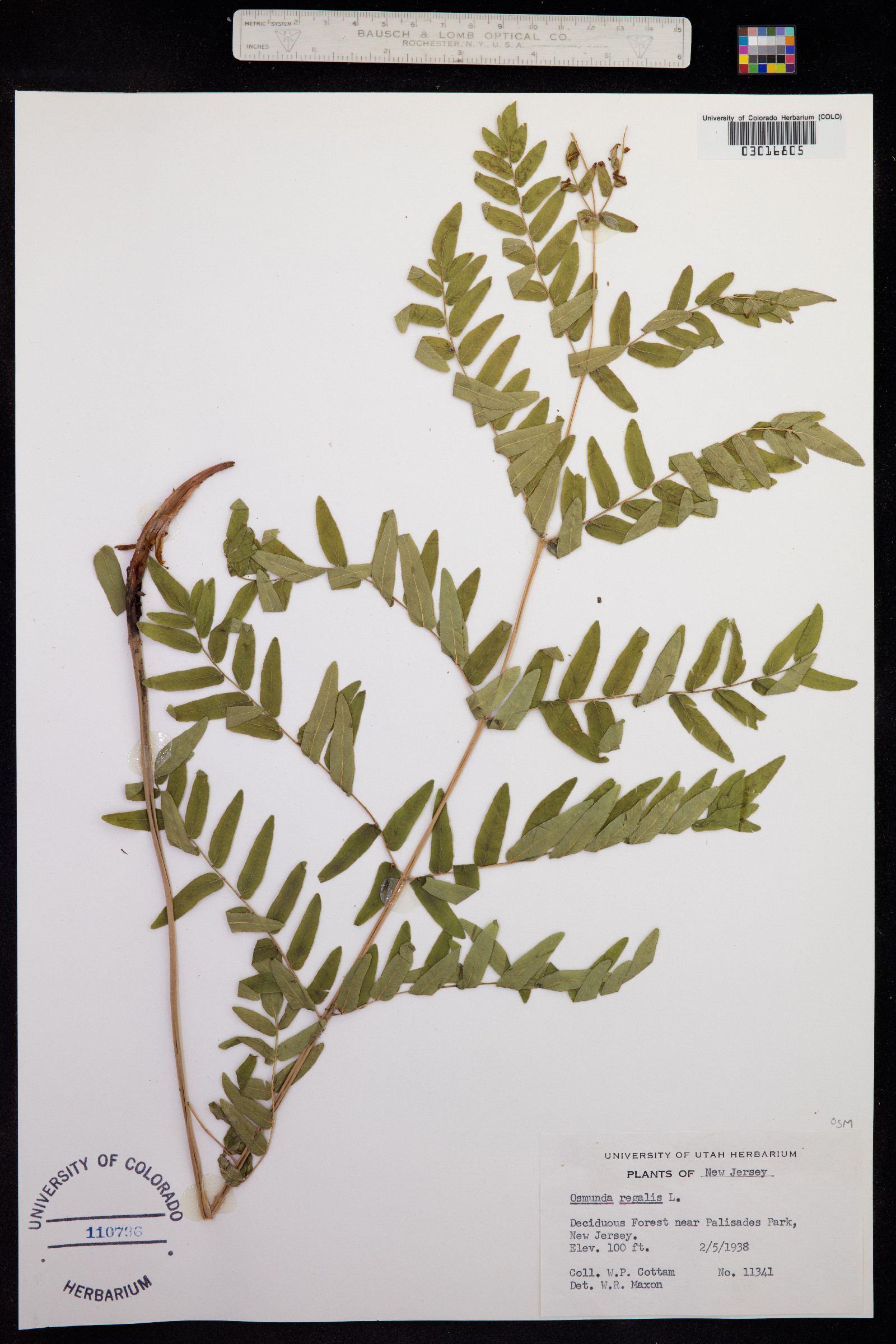 Osmunda regalis image