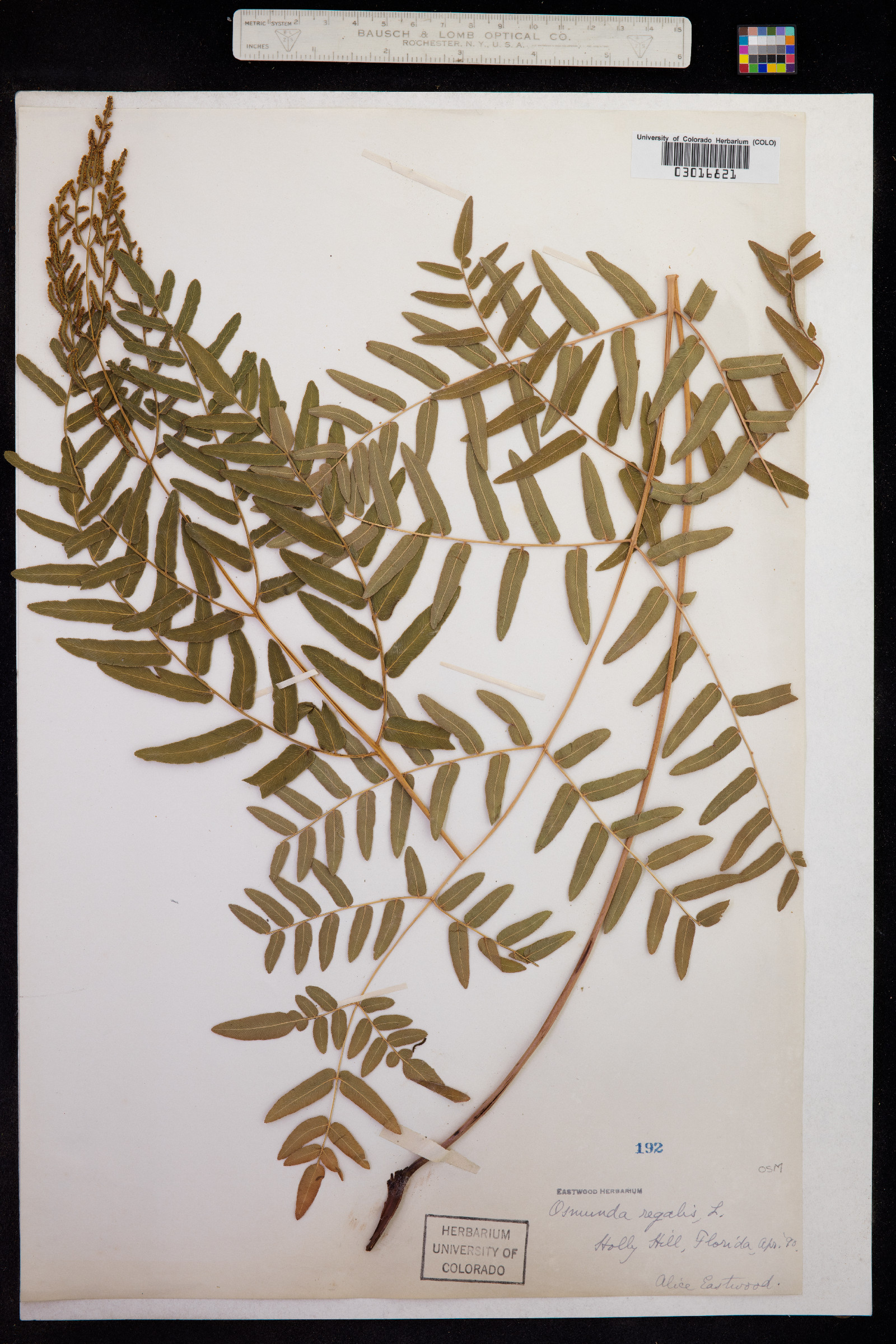 Osmunda regalis image
