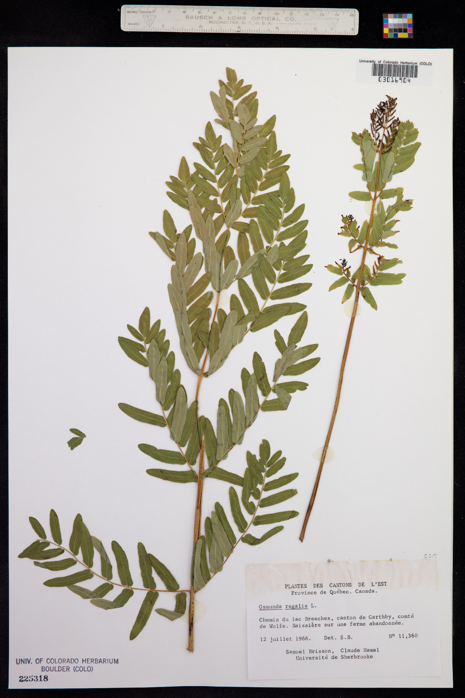 Osmunda regalis image