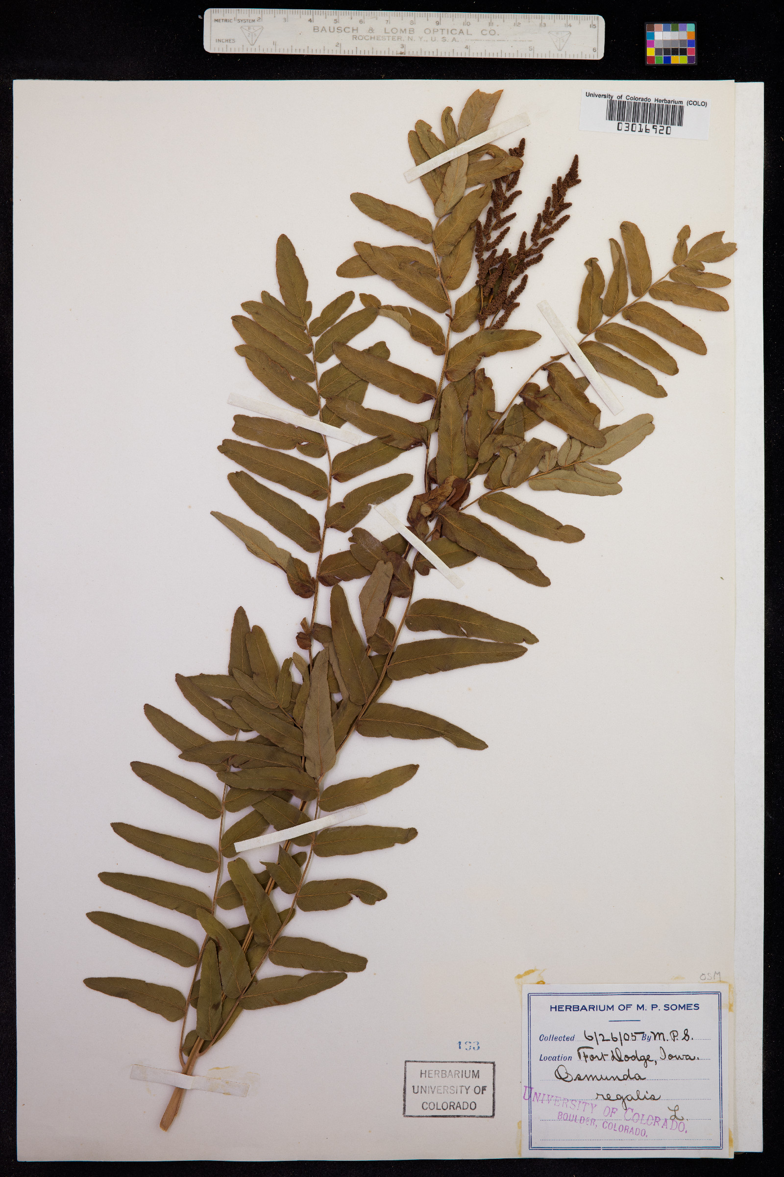 Osmunda regalis image