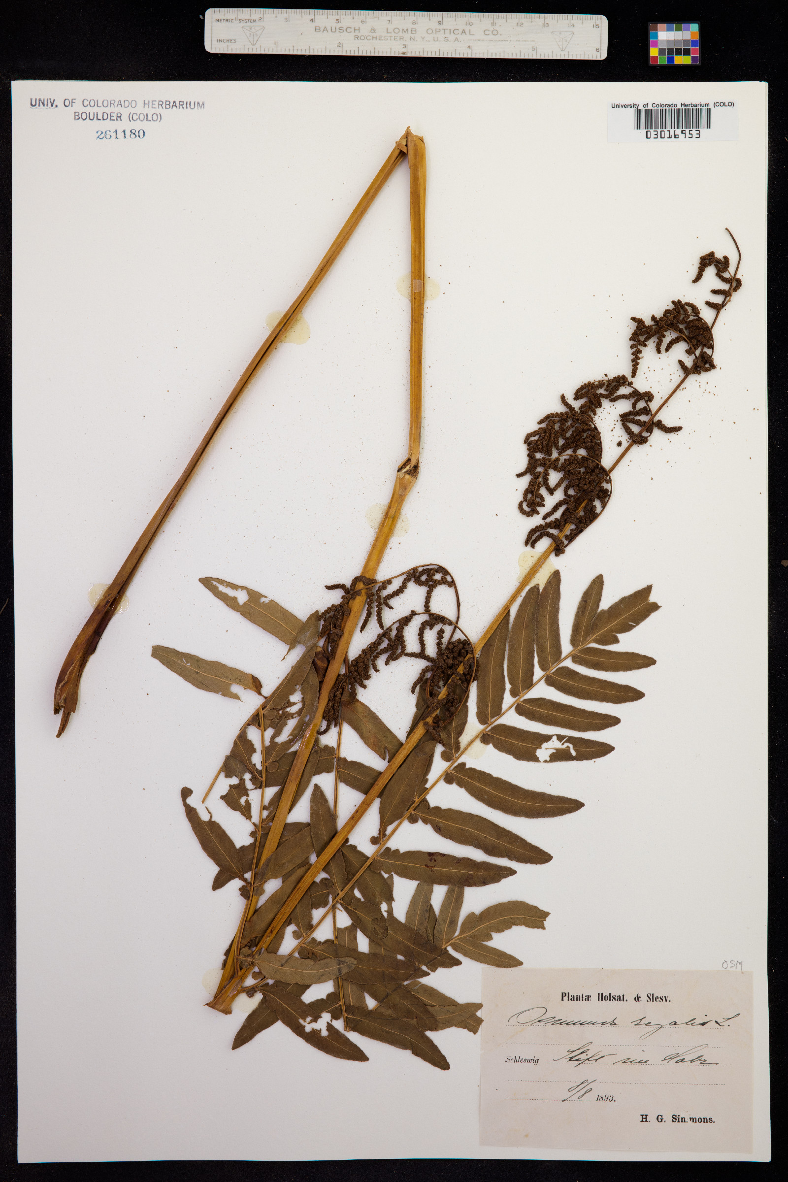 Osmunda regalis image