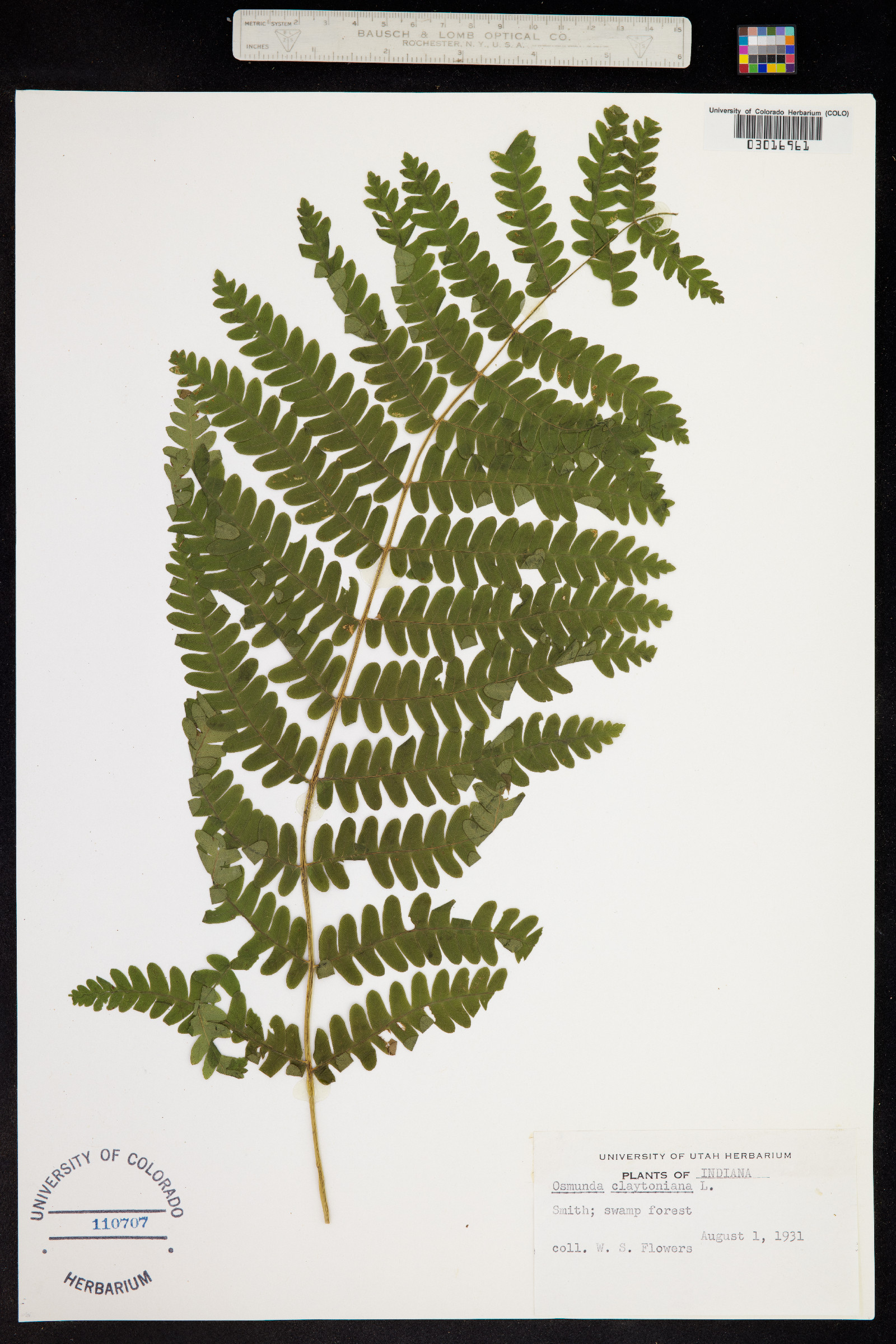 Osmunda claytoniana image