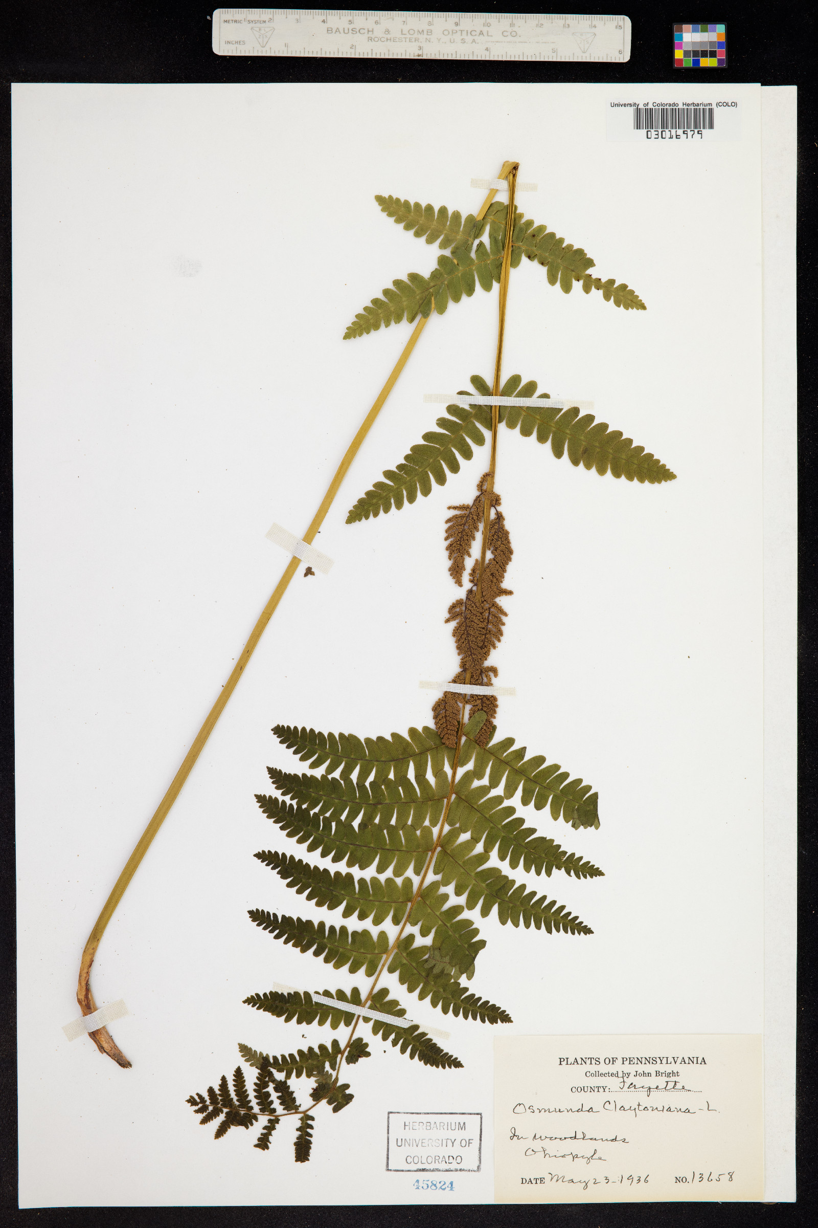 Osmunda image