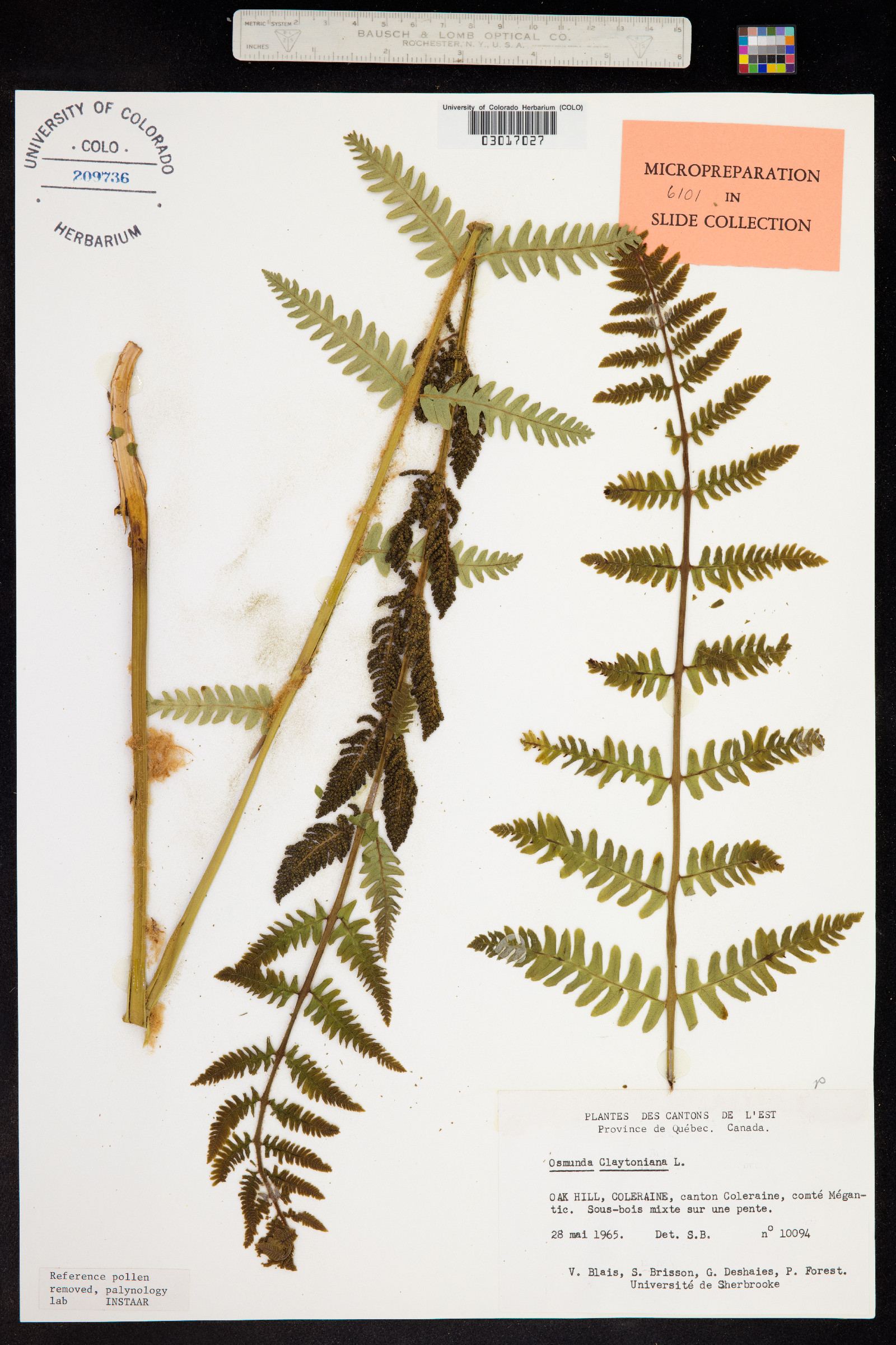 Osmunda image