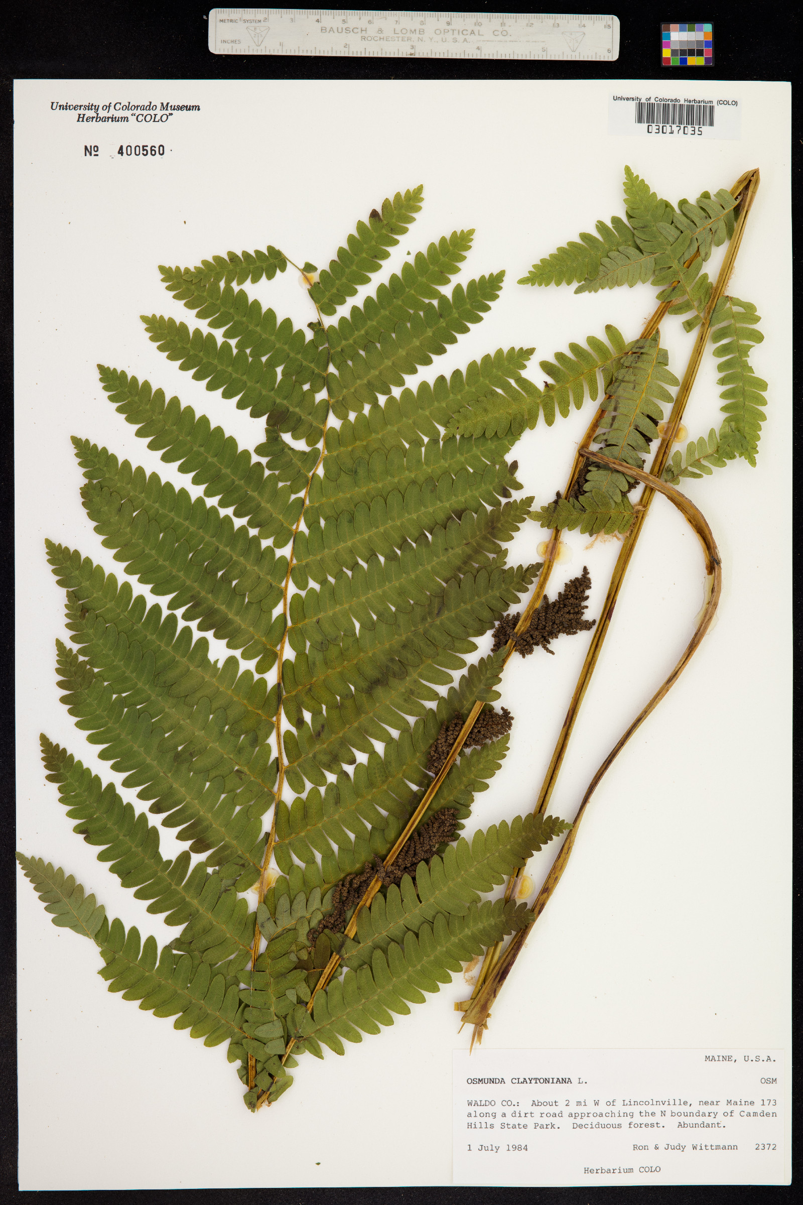 Osmunda claytoniana image