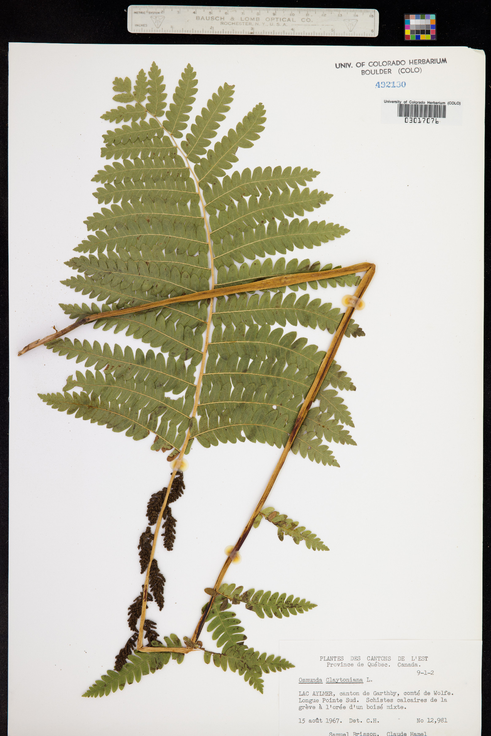Osmunda image