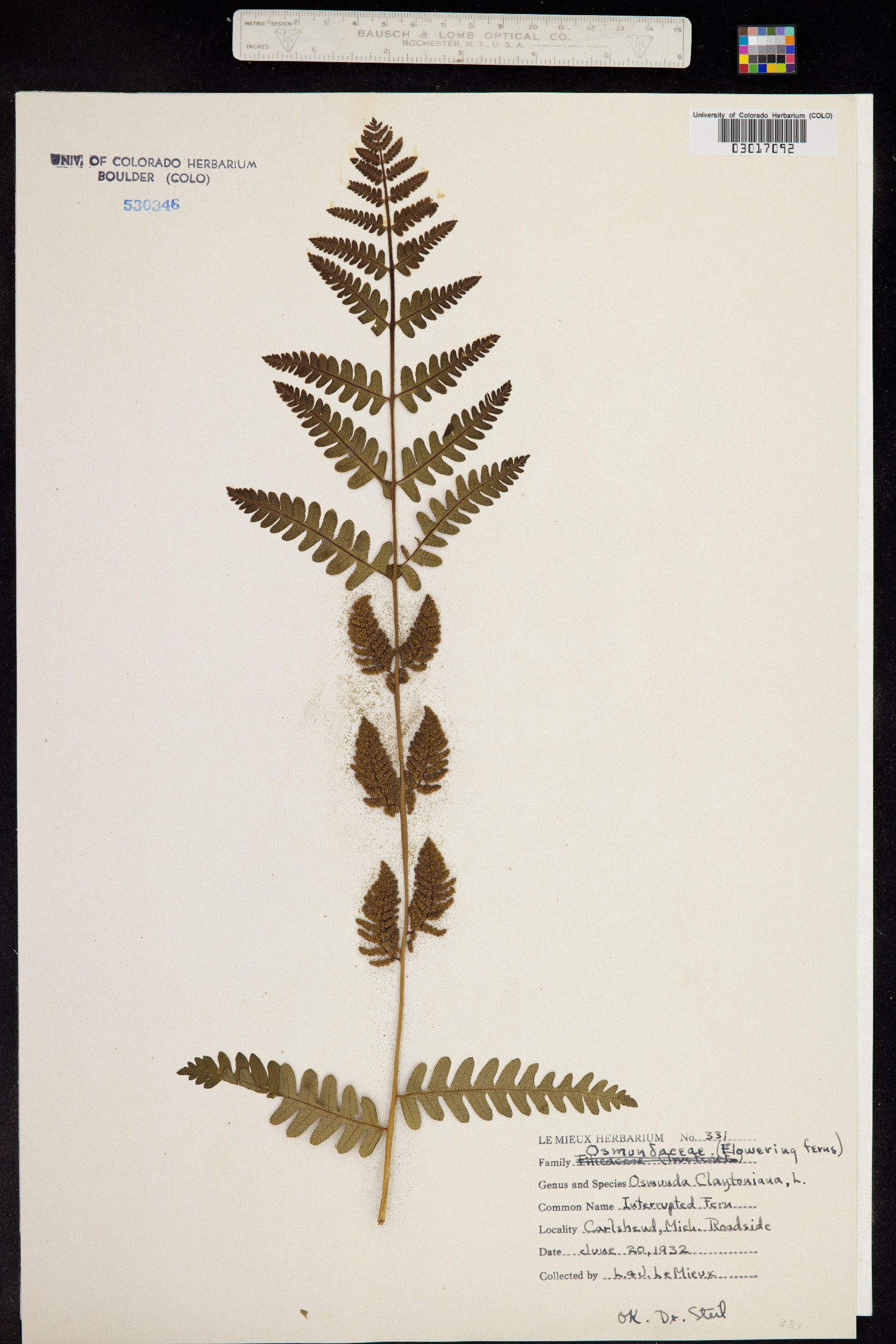 Osmunda claytoniana image